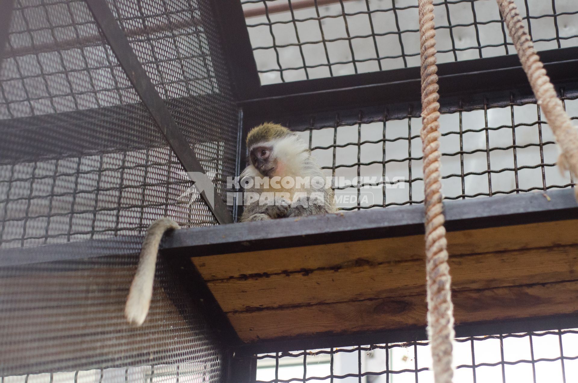 Самара. Зеленая мартышка в самарском зоопарке.