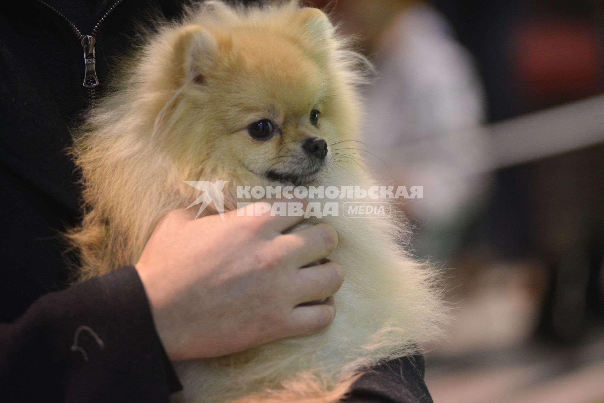 Ставрополь. Собака породы шпиц на Международной выставке собак ранга CACIB.