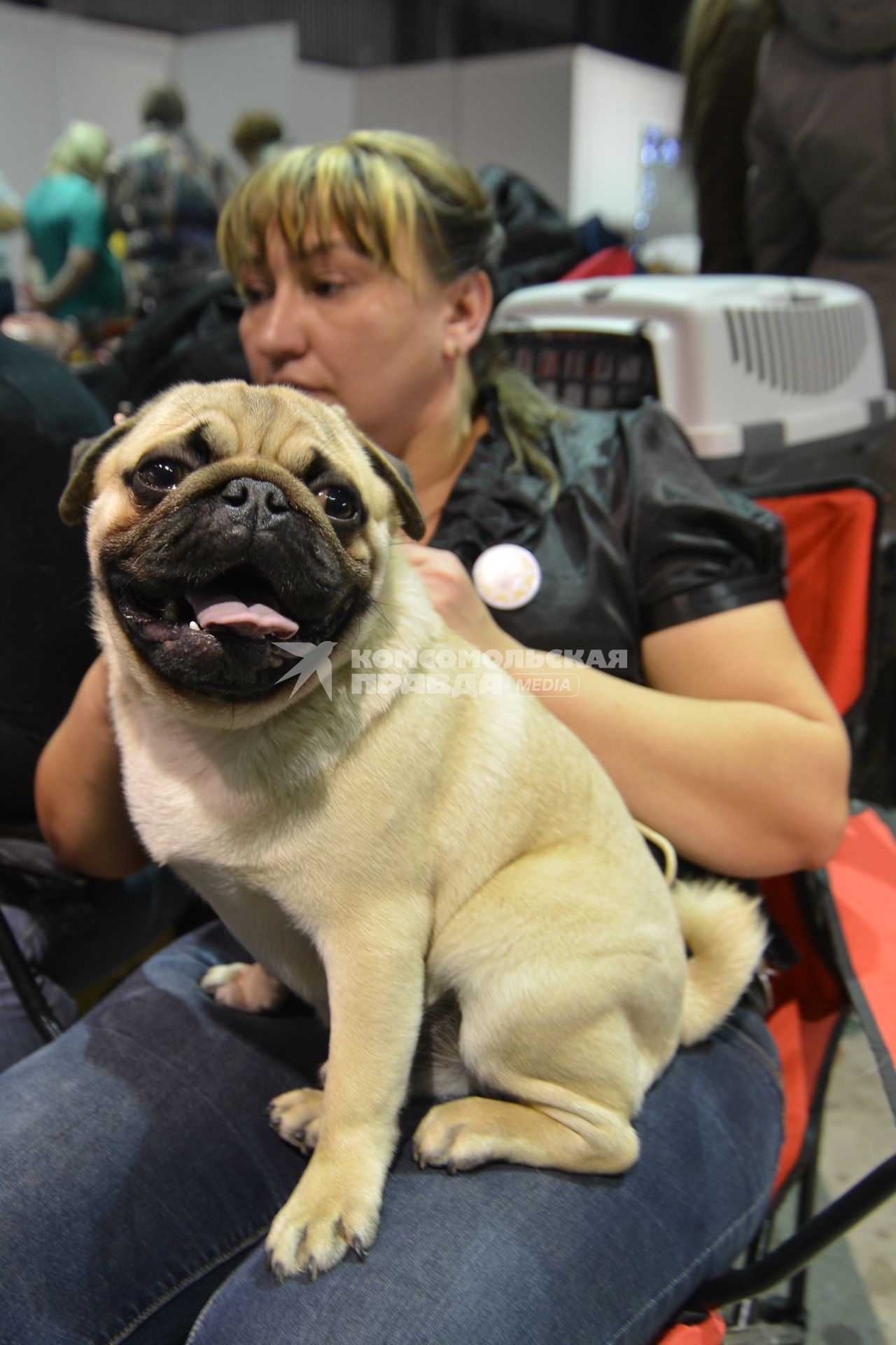 Ставрополь. Собака породы мопс на Международной выставке собак ранга CACIB.