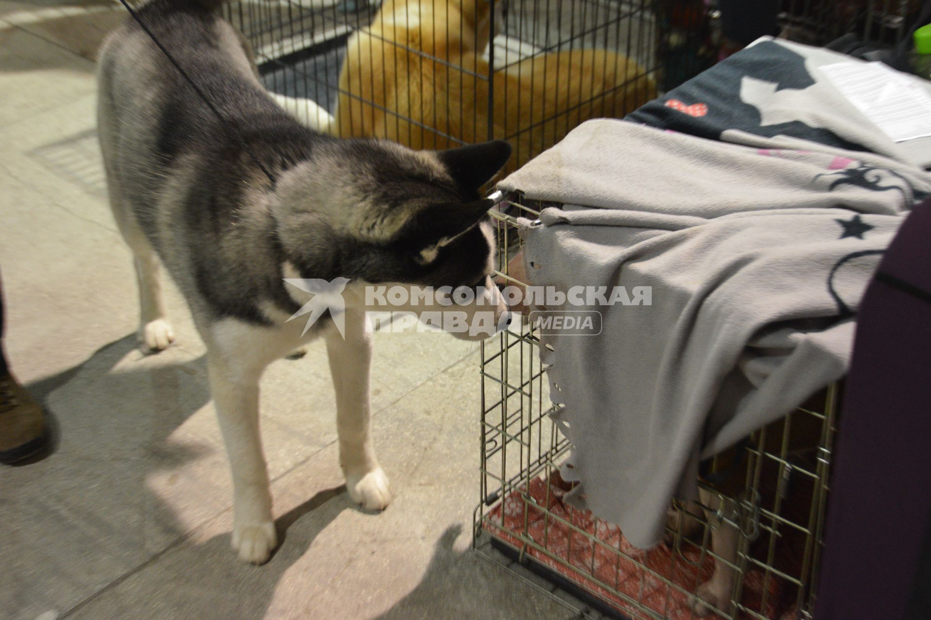 Ставрополь. Собака породы хаски на Международной выставке собак ранга CACIB.