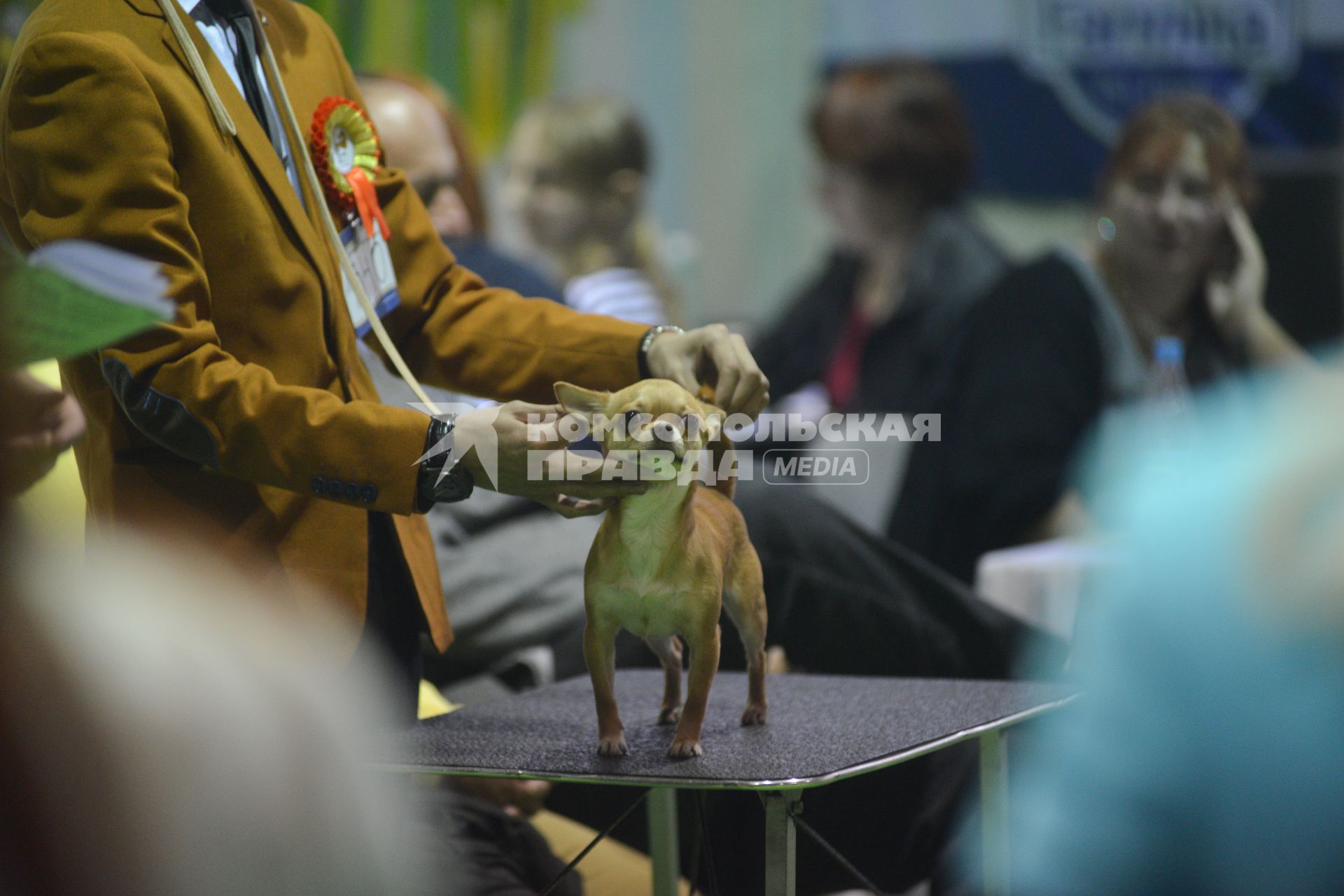 Ставрополь. Собака породы чихуахуа на Международной выставке собак ранга CACIB.