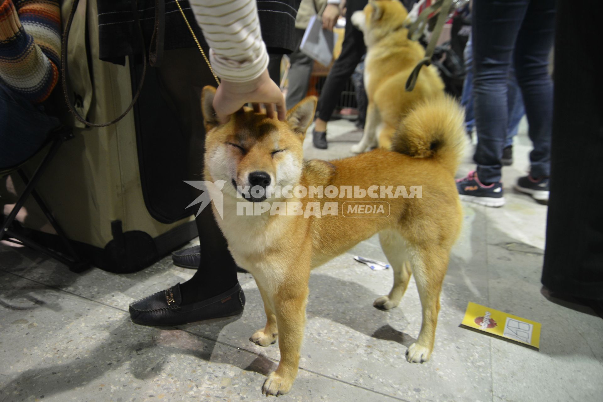 Ставрополь. Собака породы акита-ину на Международной выставке собак ранга CACIB.