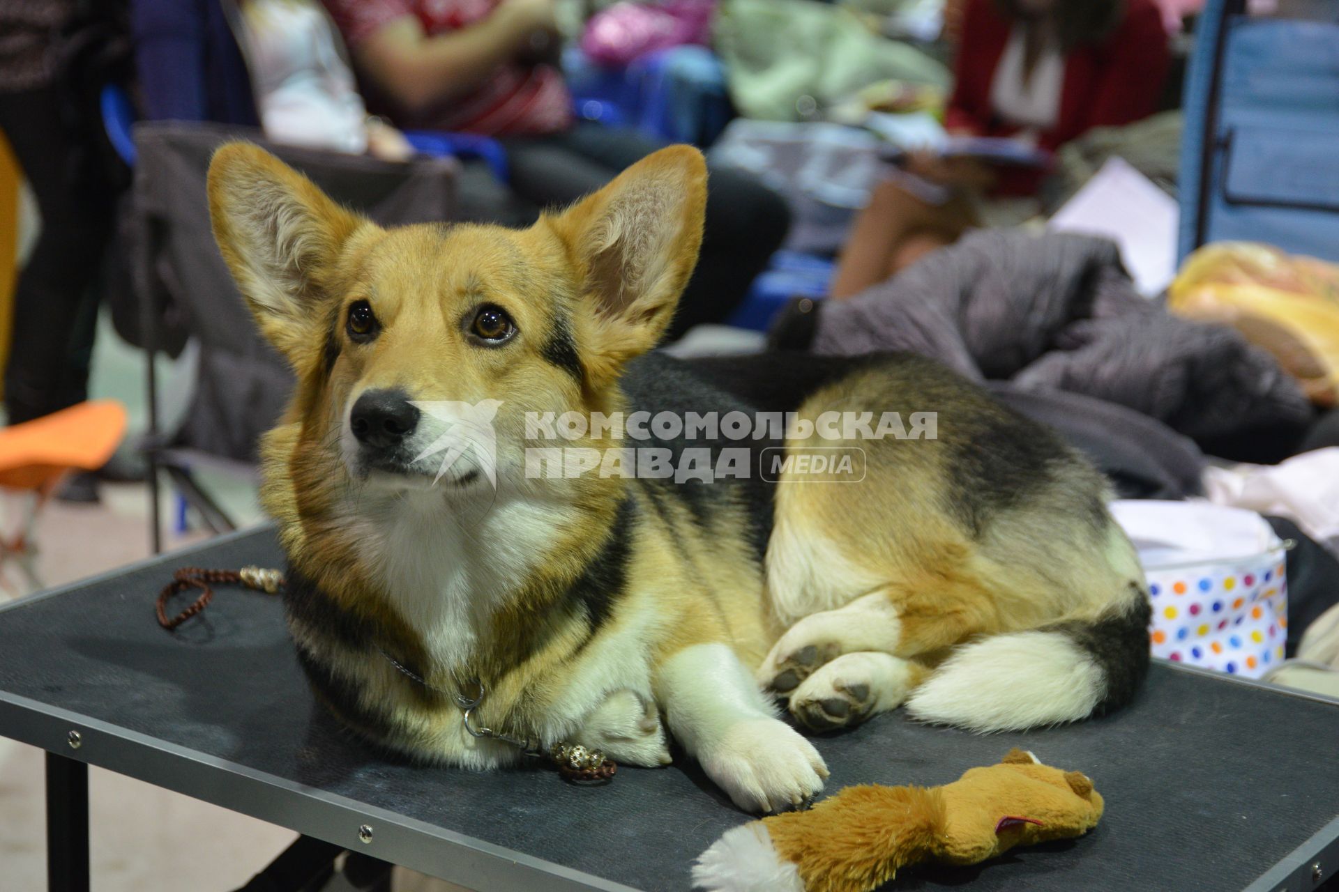 Ставрополь. Собака породы вельш-корги на Международной выставке собак ранга CACIB.