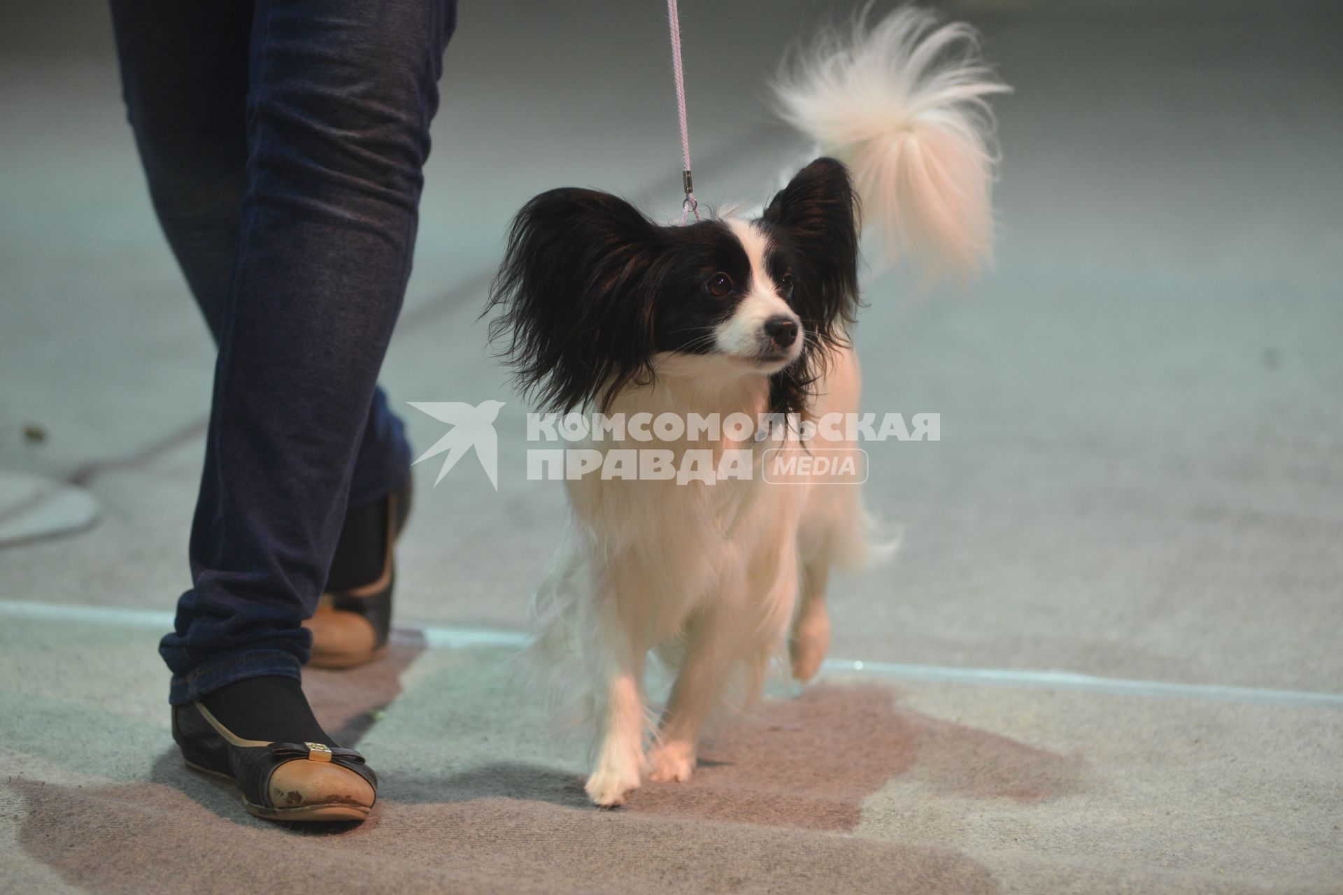 Ставрополь. Собака породы папильон на Международной выставке собак ранга CACIB.