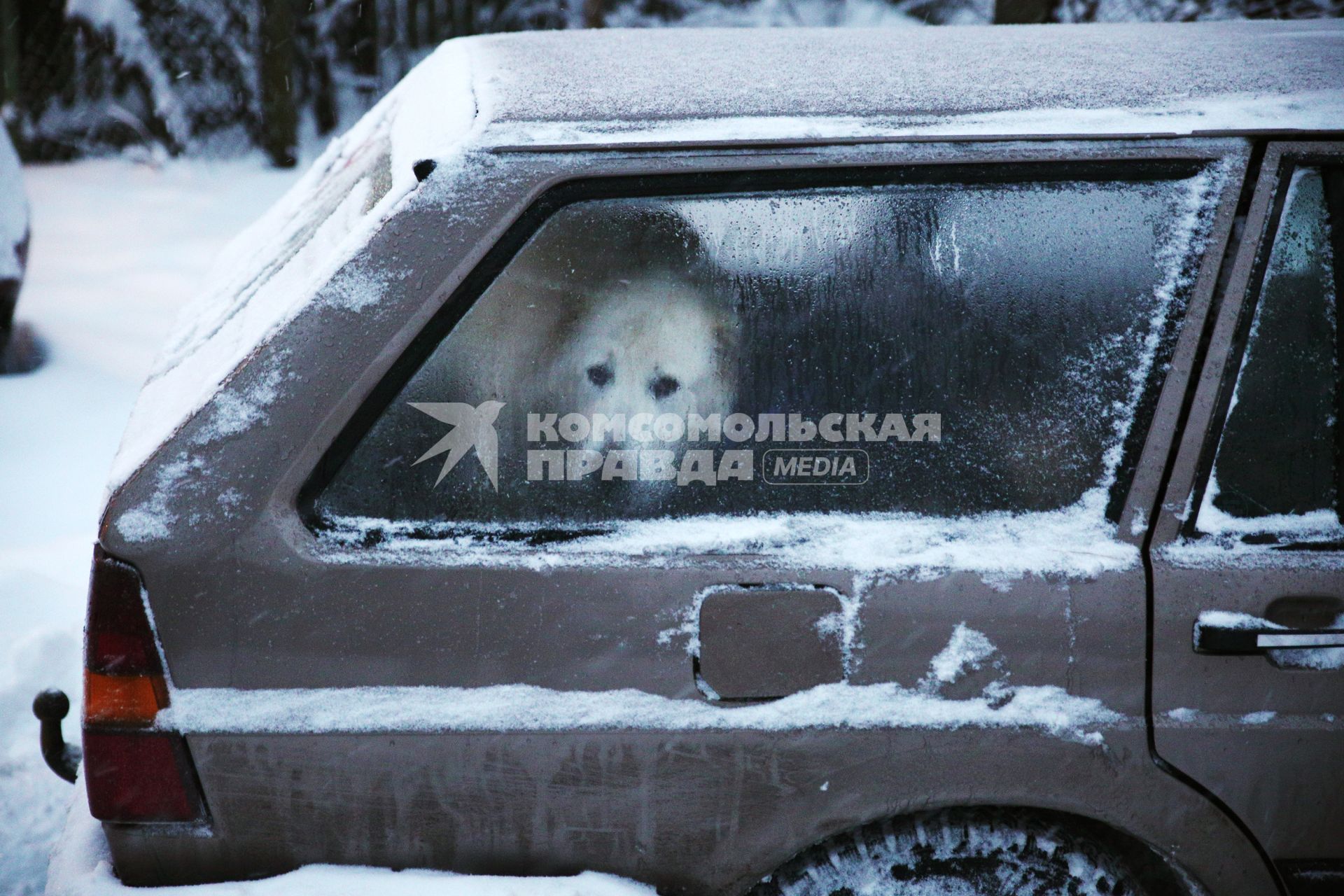 Минск. Собака сидит в салоне заснеженного автомобиля.