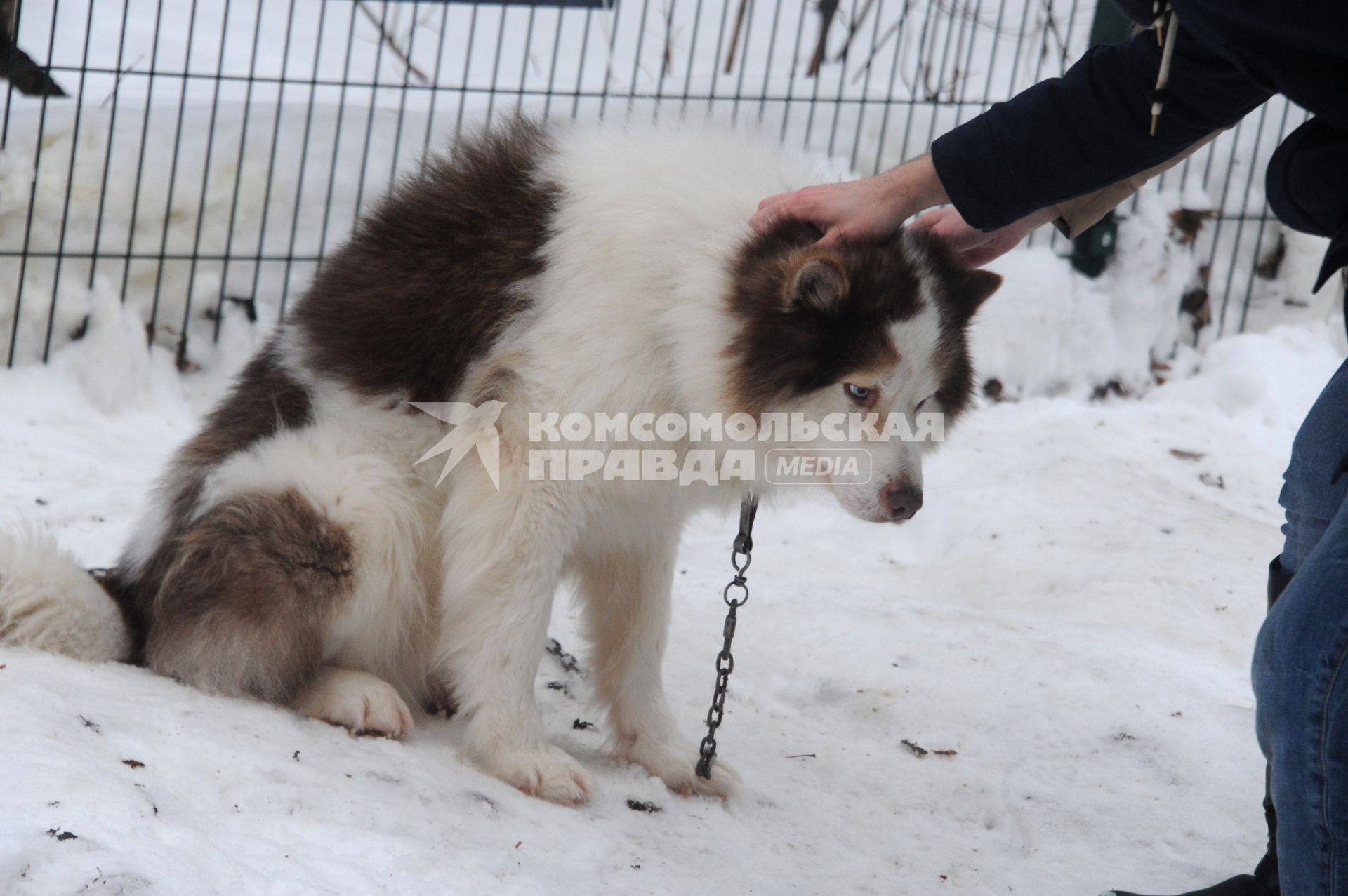 Москва. В парк `Сокольники` привезли 30 хасок из карельского детского лагеря `Большое приключение`. Девушки гладят хаски.