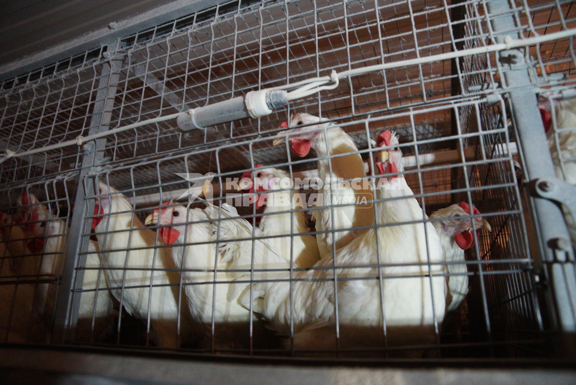 г.Камышлов. Курицы-несушки в клетке на территории Камышловской птицефабрики.