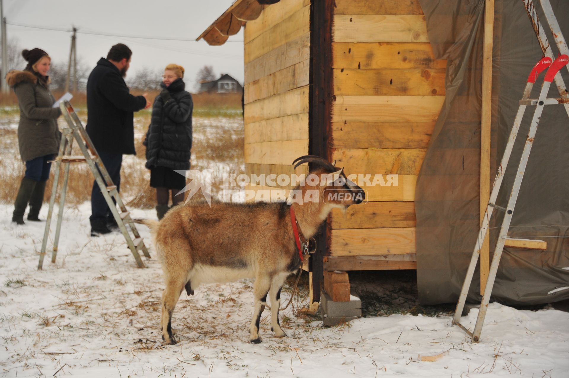 Московская область, д. Дубровское. Коза Меркель у  сыроварни  `Русский пармезан`.