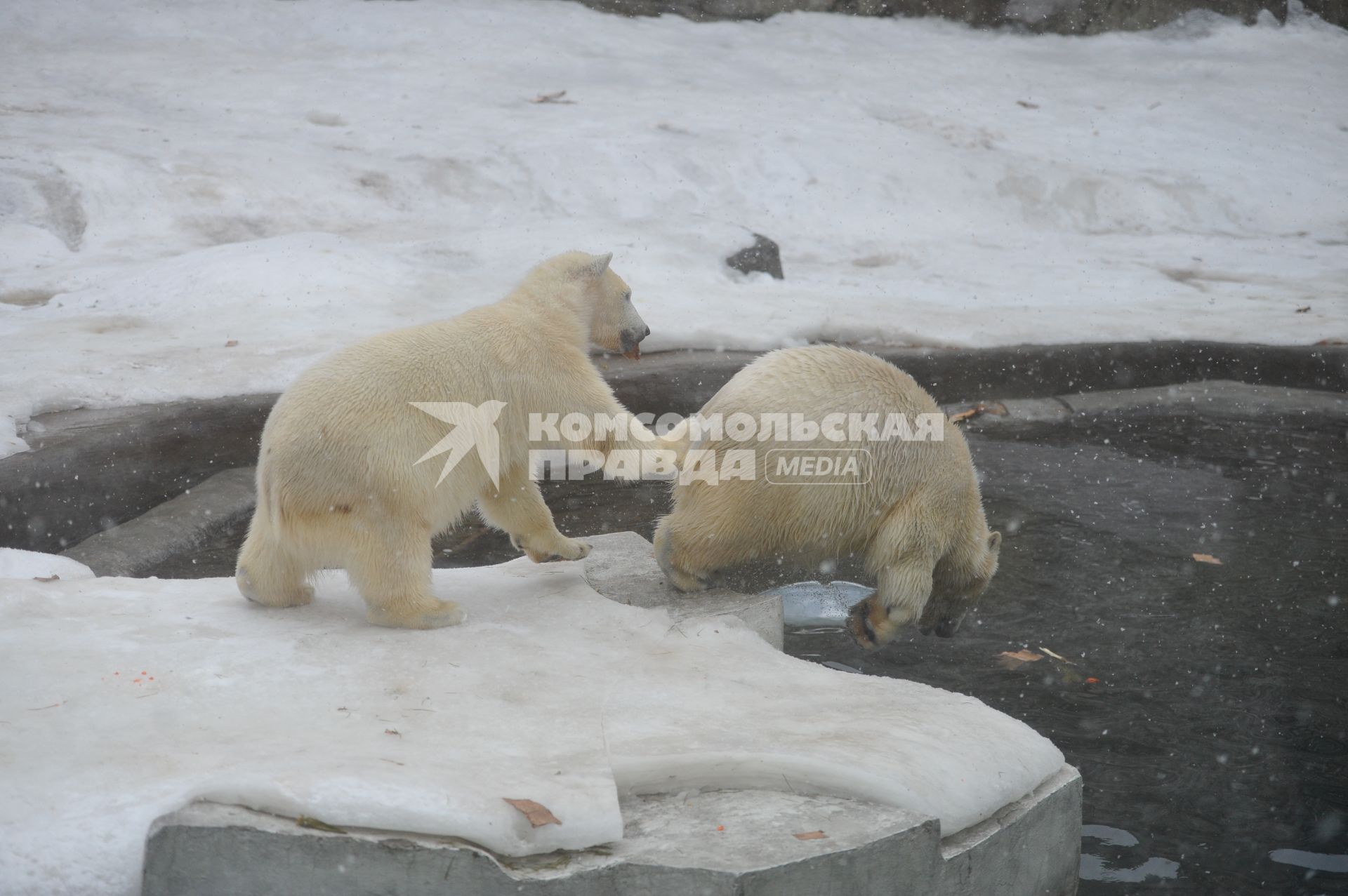 Белые медведи в Московском зоопарке.