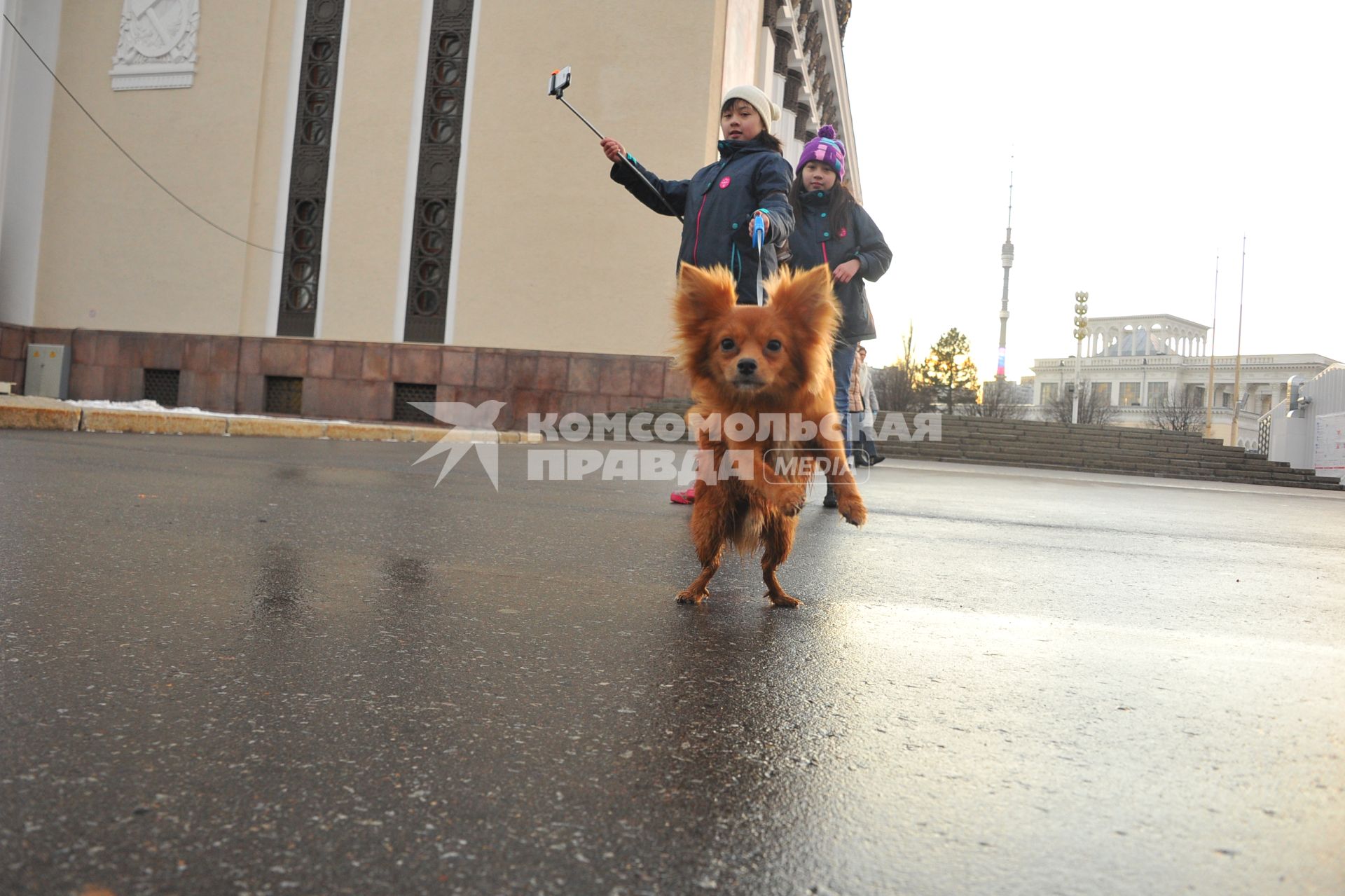 Москва. Девочки гуляют с собакой на ВДНХ.