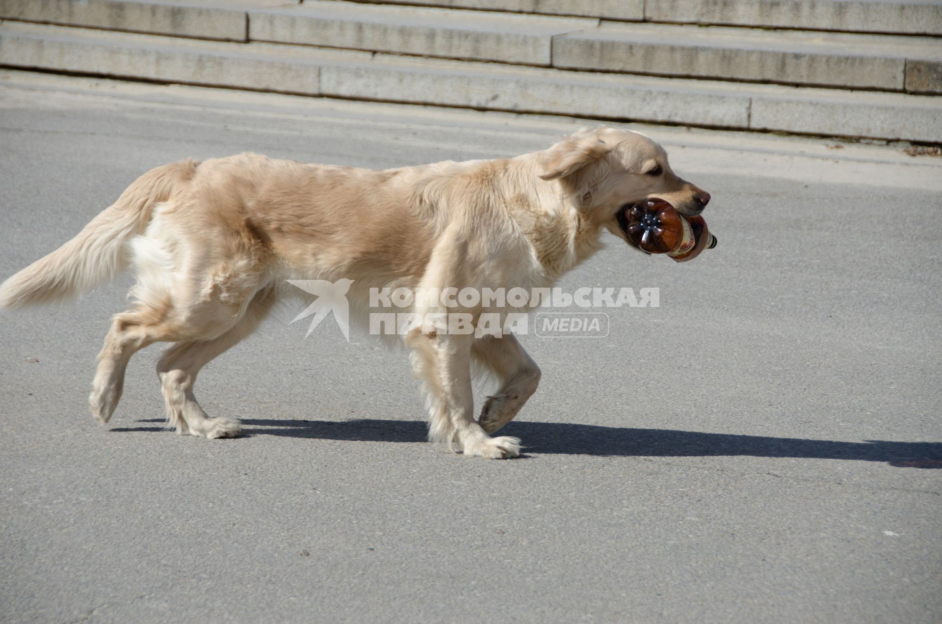 Волгоград. Собака пароды лабрадор-ретривер бежит с пластиковой бутылкой в зубах.