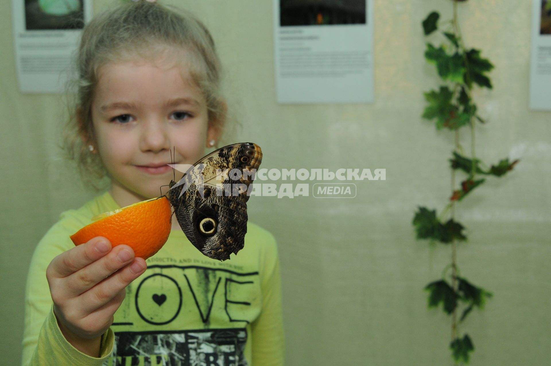 Ставрополь. В Ставропольском государственном музее-заповеднике имени Прозрителева и Праве накануне родились четыре экземпляра самой большой в мире бабочки из семейства Павлиноглазок.