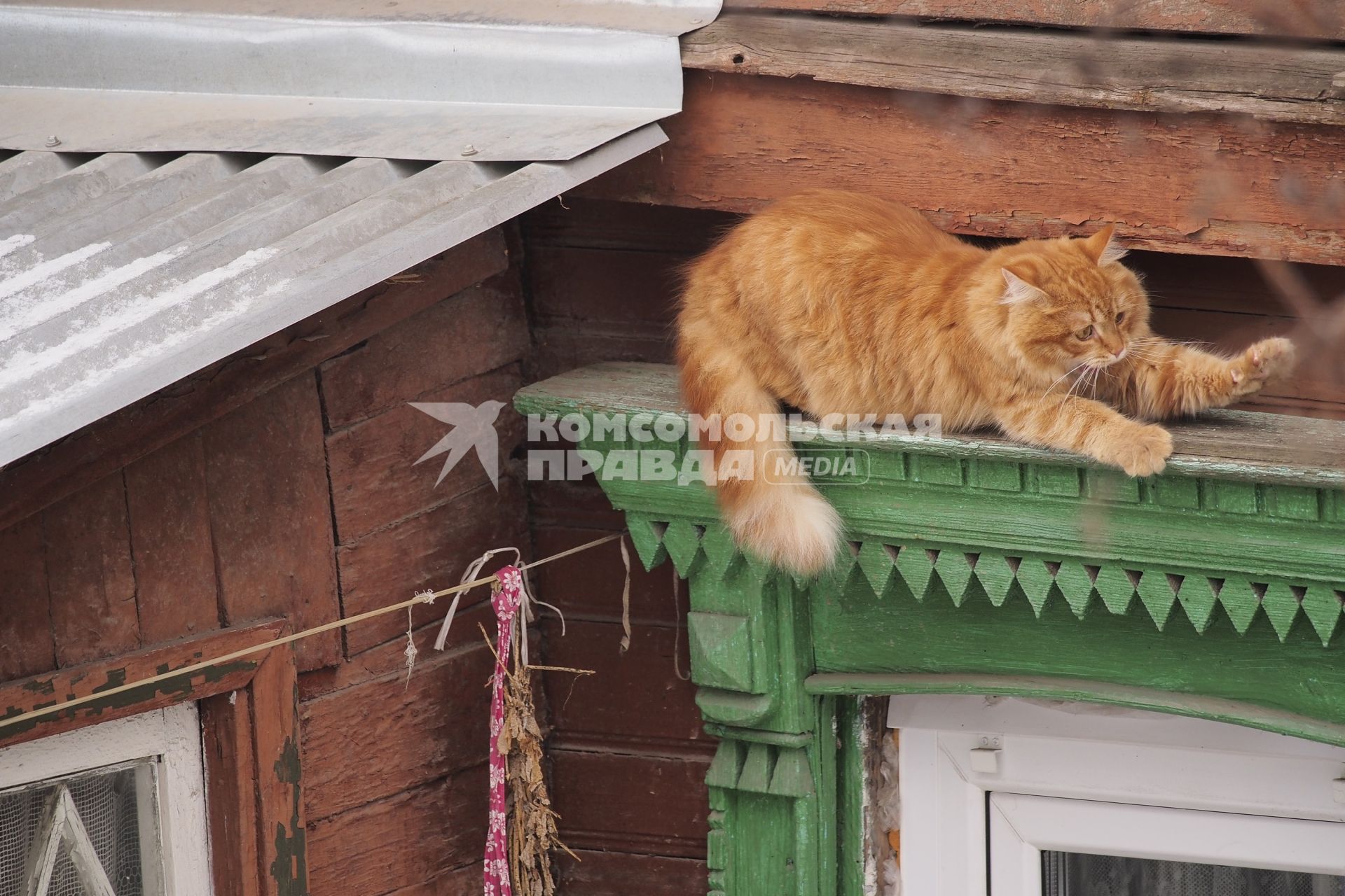 Тула. Кошка сидит на окошке.