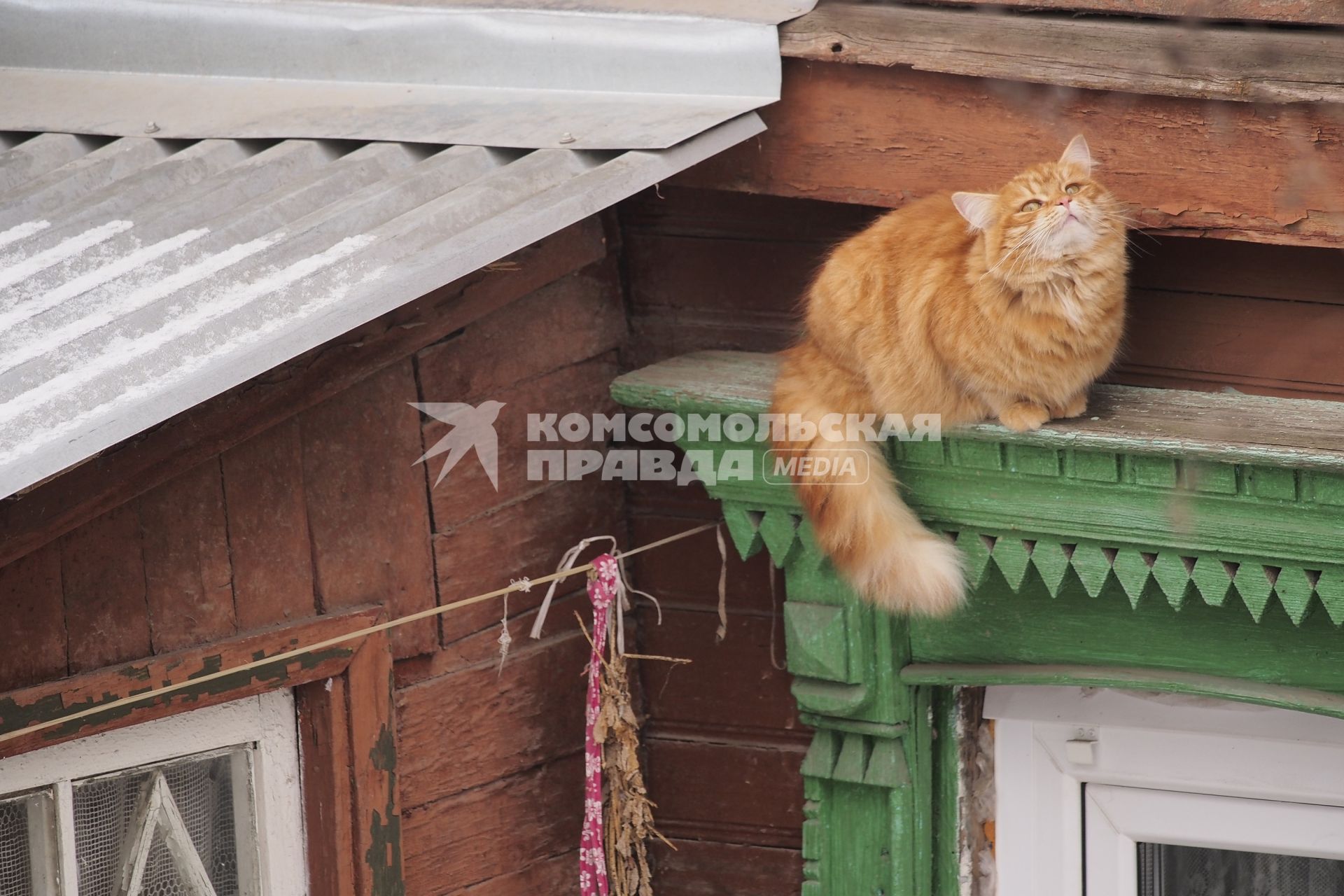 Тула. Кошка сидит на окошке.