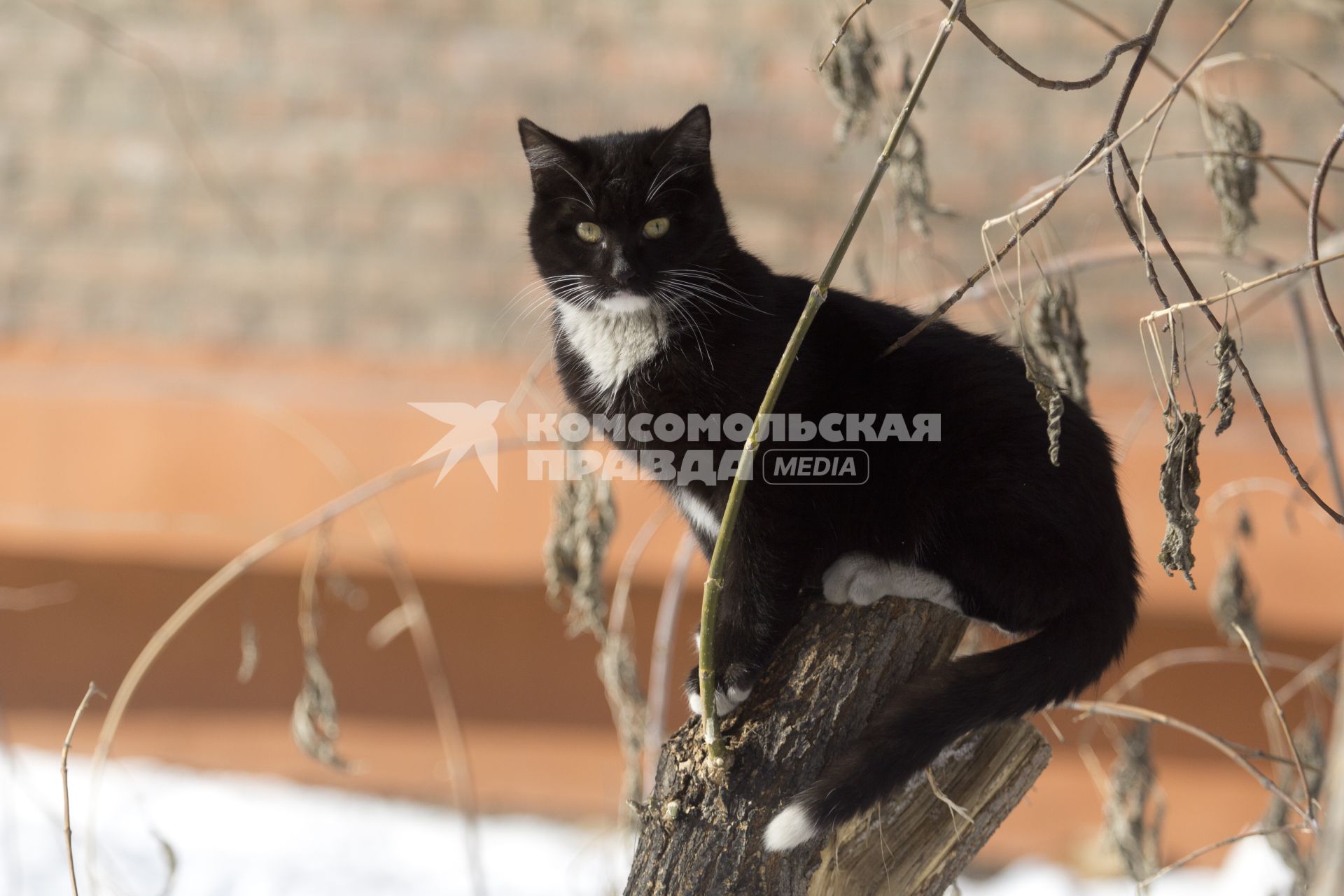 Иркутск.  Кошка на дереве.