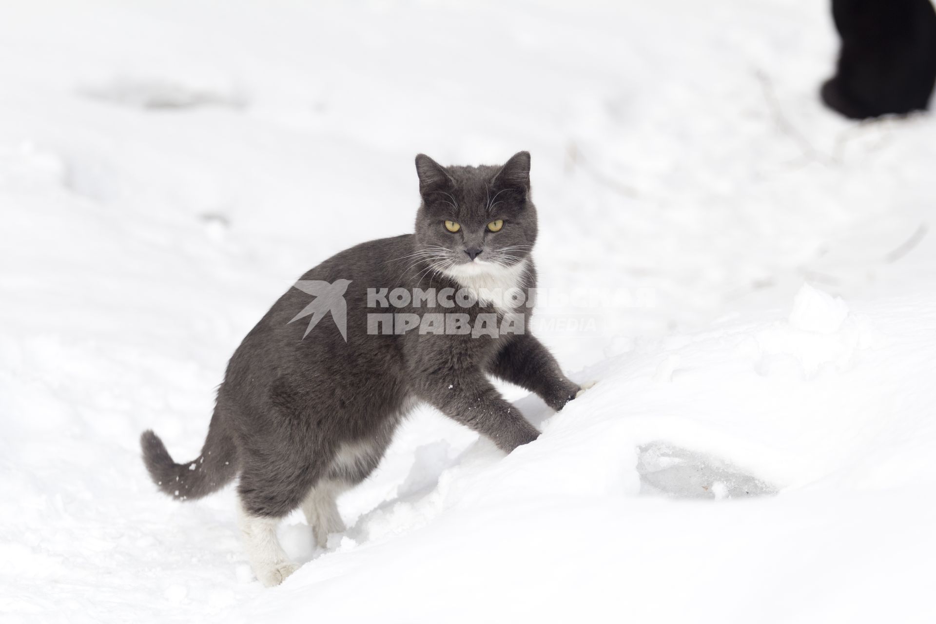 Иркутск.  Кошка на снегу.