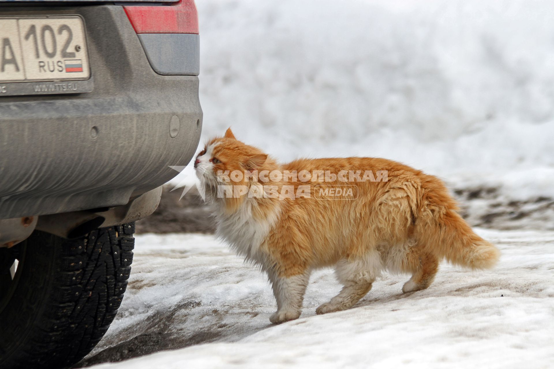 Уфа.  Кошка  и машина.