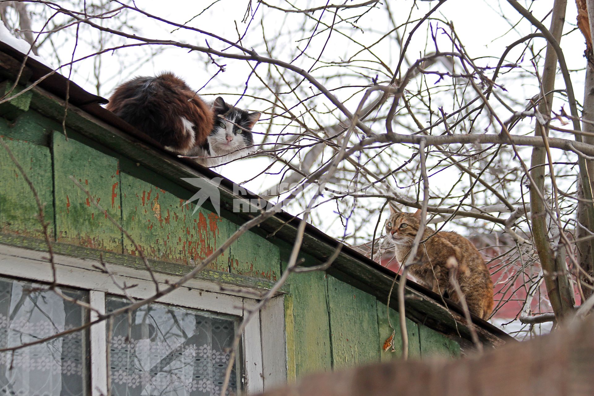 Уфа. Две кошки сидят  на крыше дома.