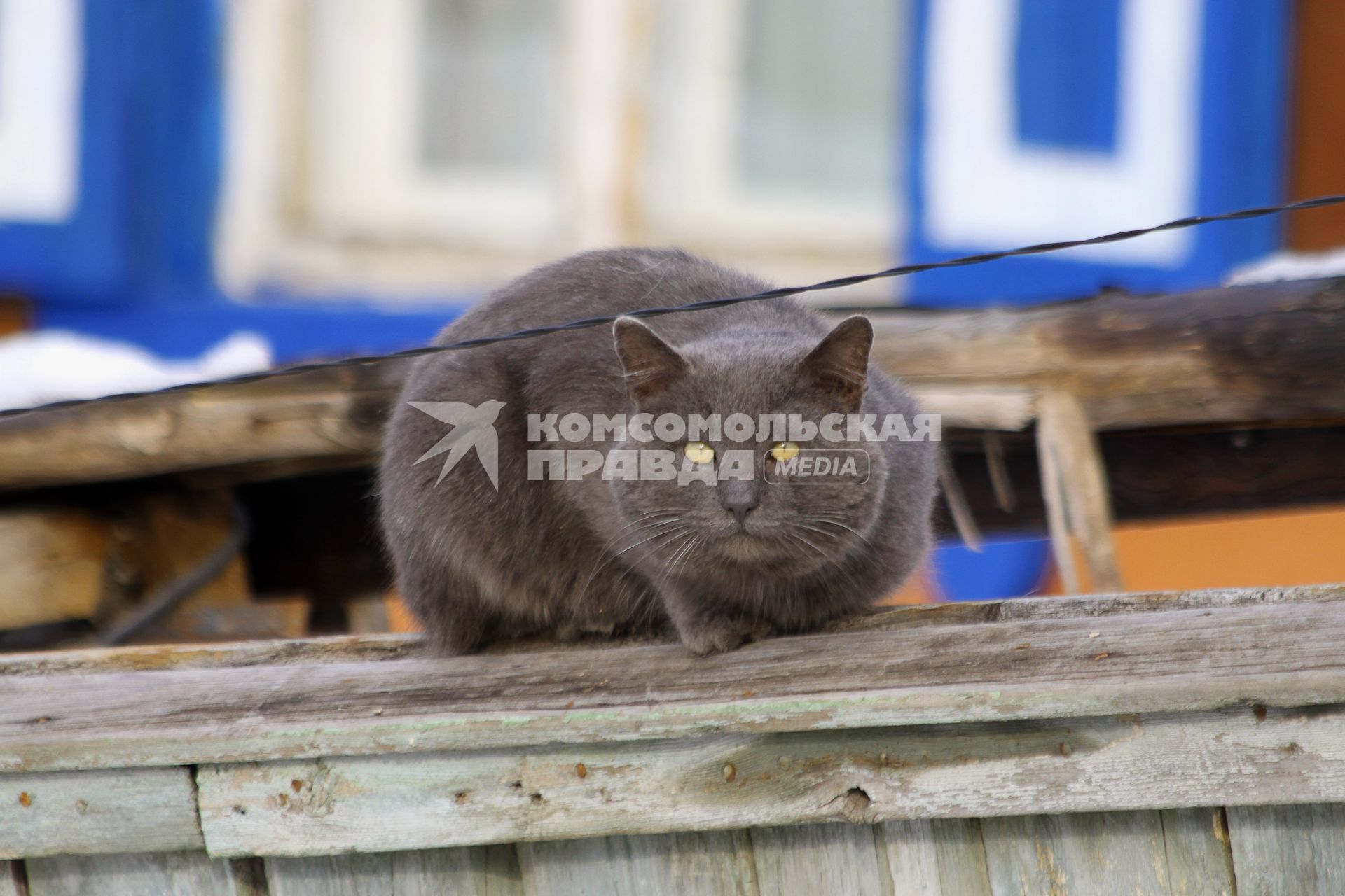 Уфа. Кошка сидит на  деревянном заборе.