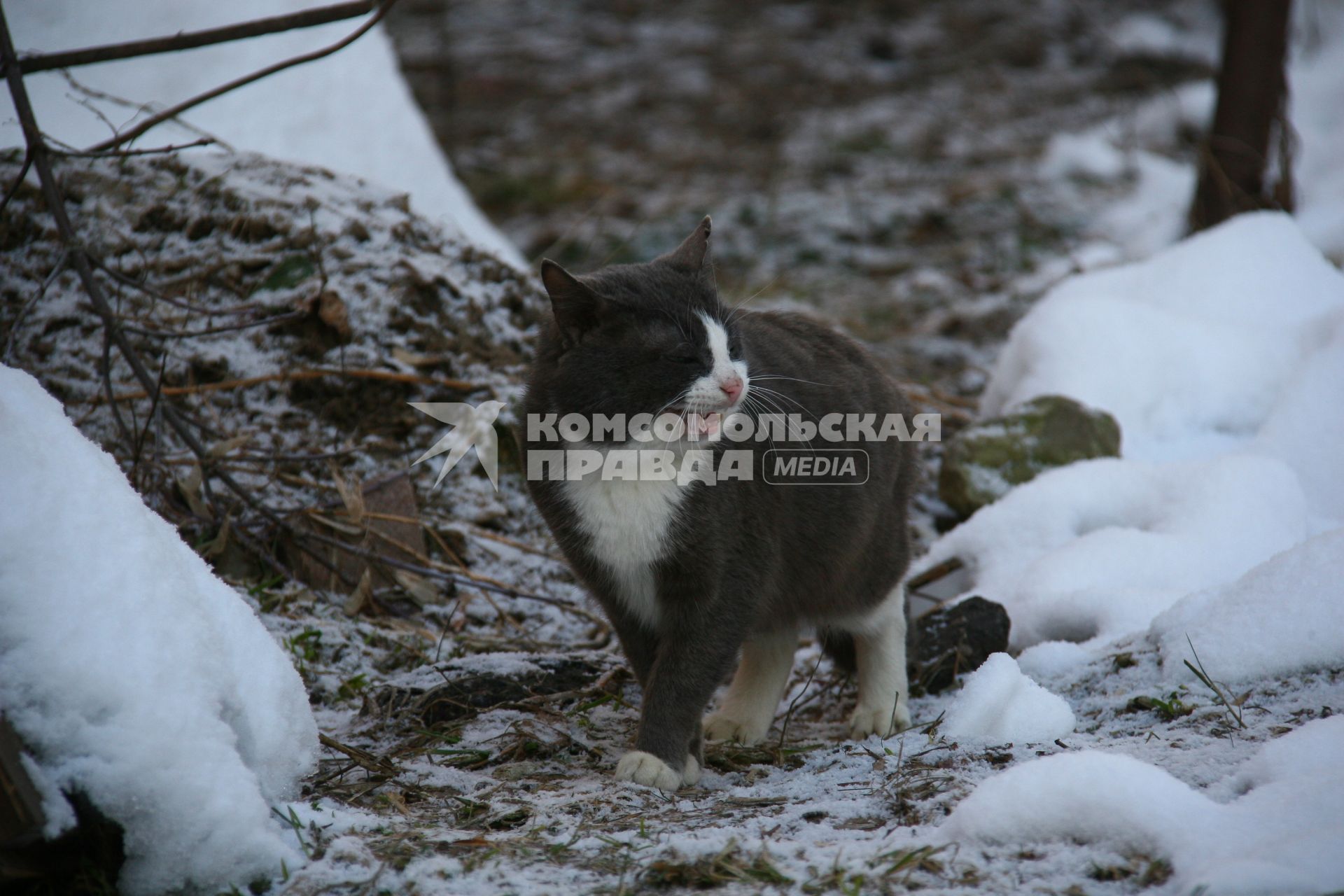 Ярославль. Кошка на прогулке.