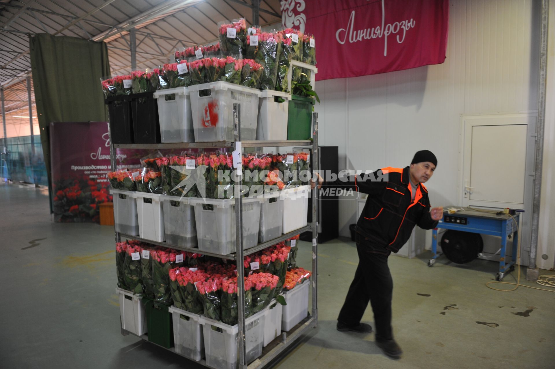Московская область. Тепличный комплекс  по  выращиванию роз  `Подосинки`.  Конвейер для упаковки роз.