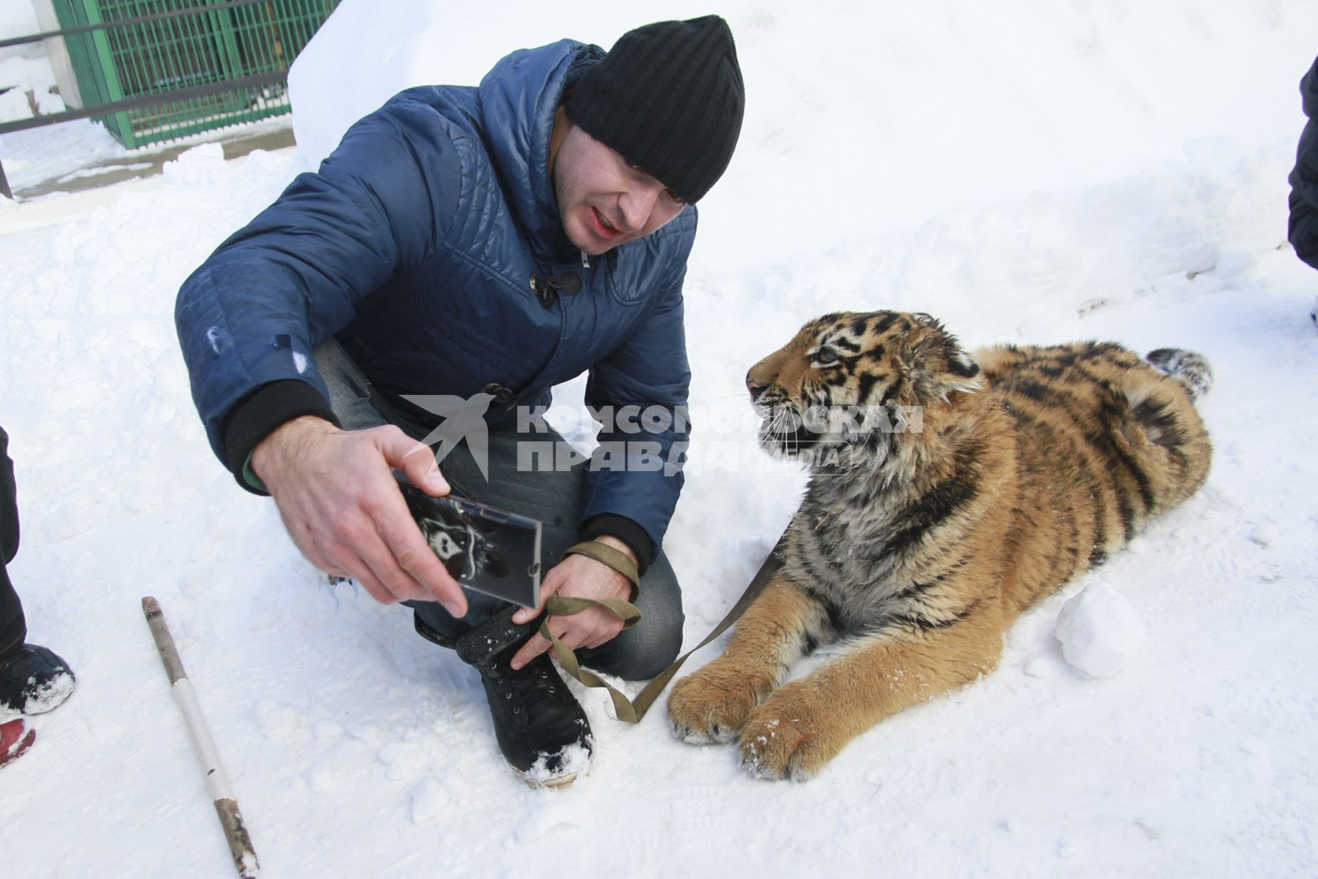 Барнаул. Мужчина фотографируется с тигренком в зоопарке.