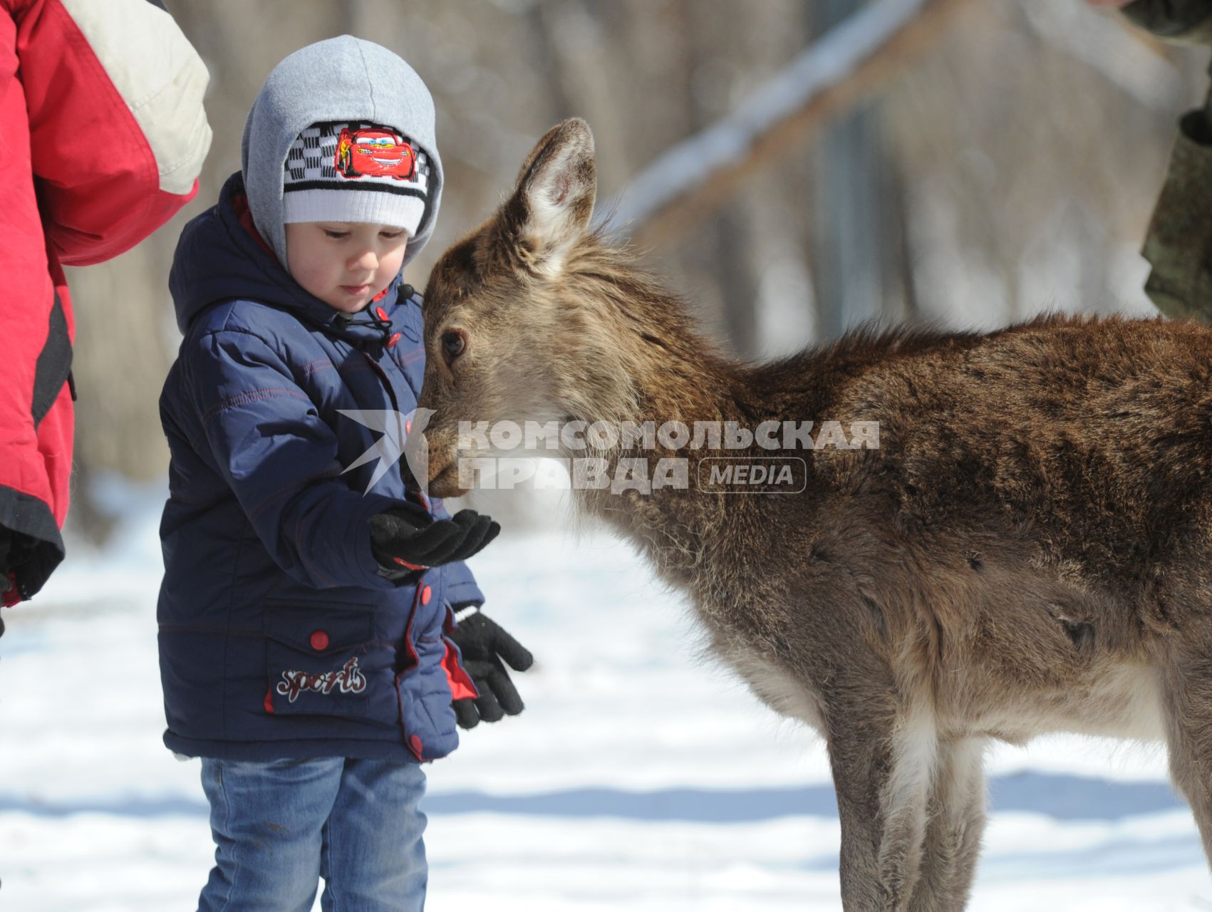 Приморский край. Мальчик кормит косулю в Приморском Сафари-парке.