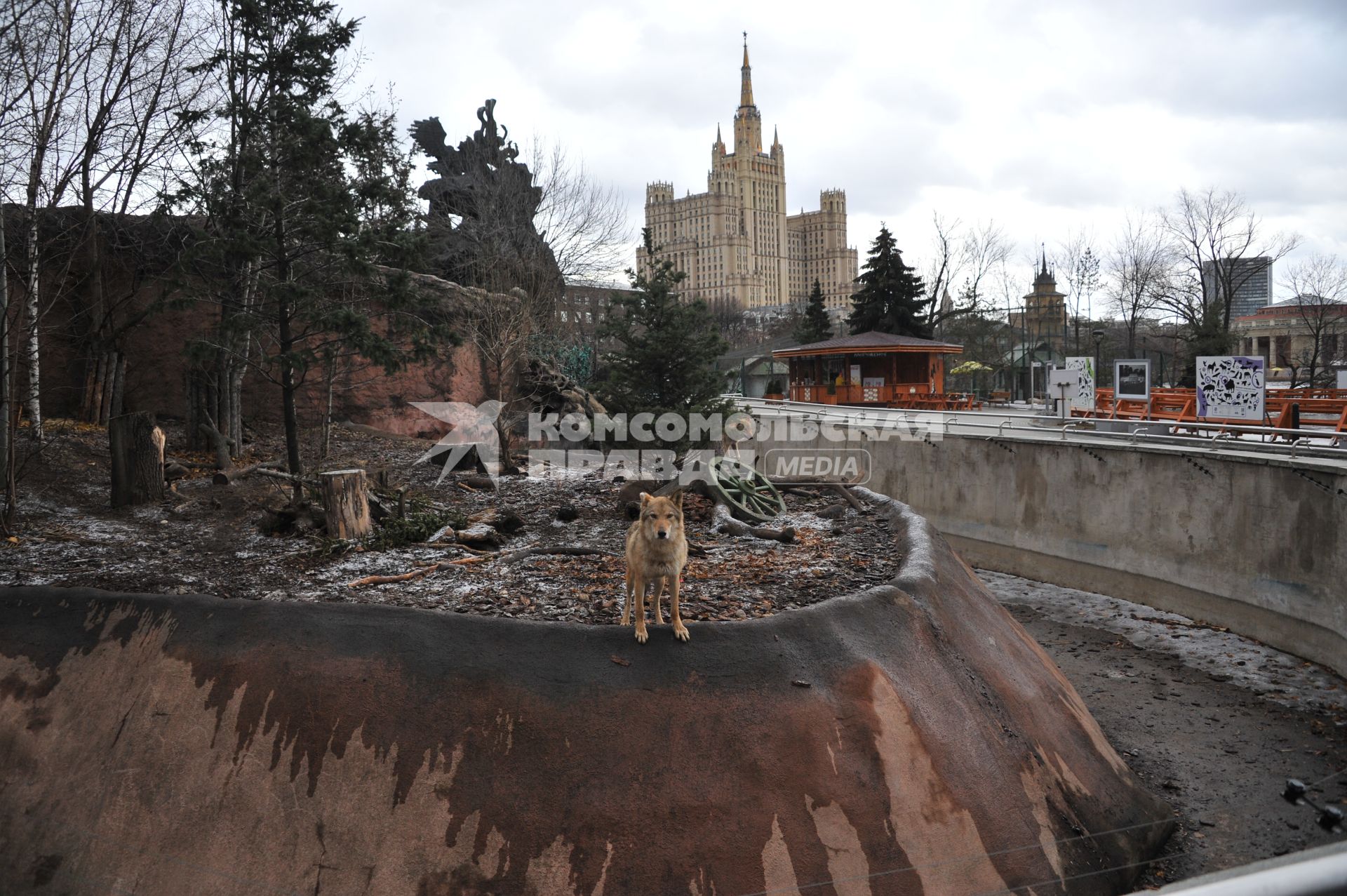 Волк в Московском зоопарке.