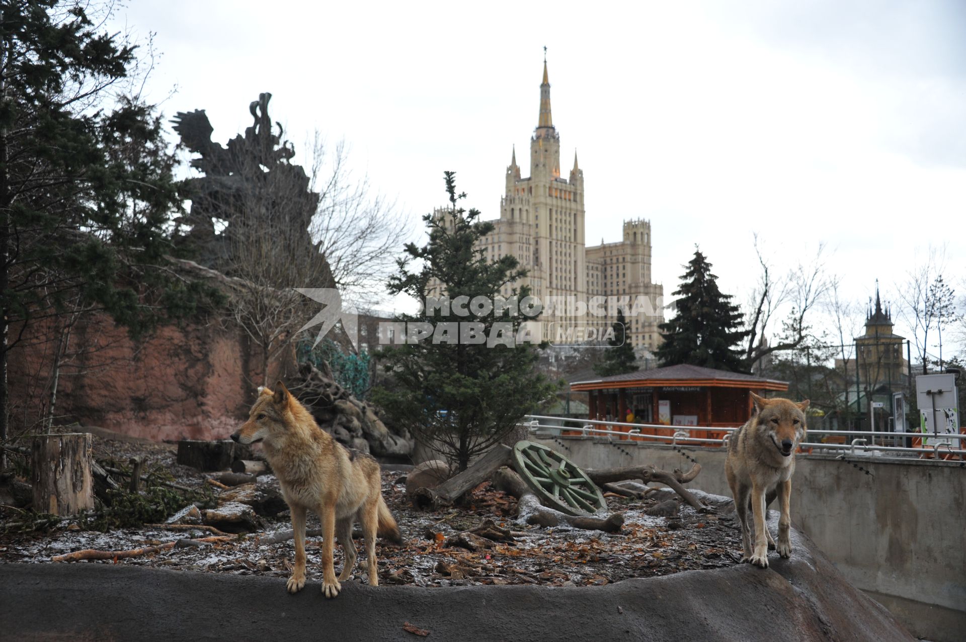 Волки в Московском зоопарке.