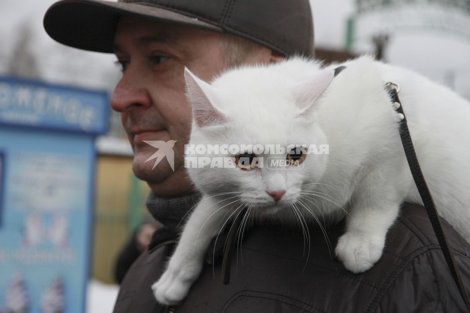 Барнаул. Кот,участник традиционного праздника Мартовских котов на плече у хозяина.