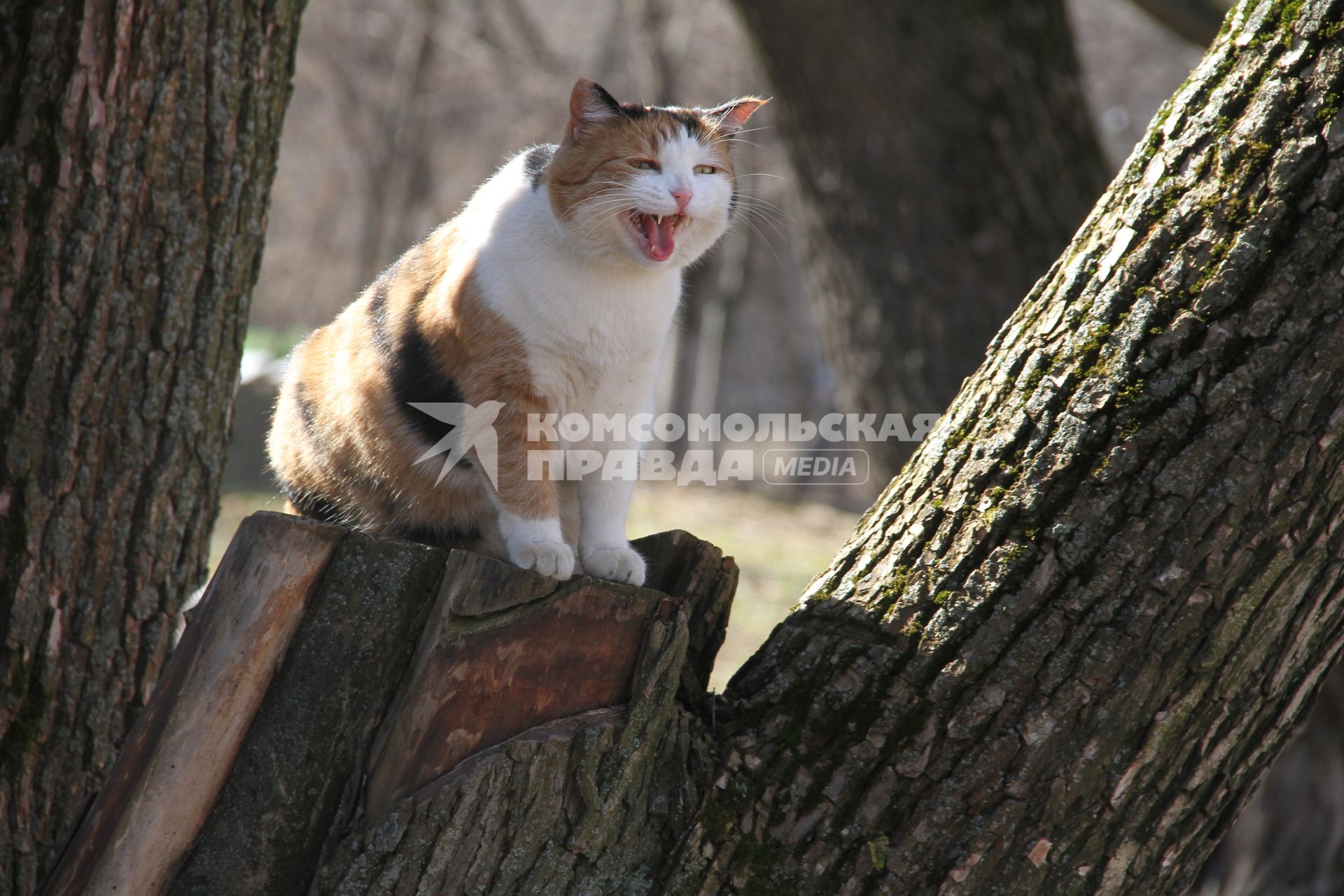 Нижний Новгород.  Кот мяукает на дереве весной.