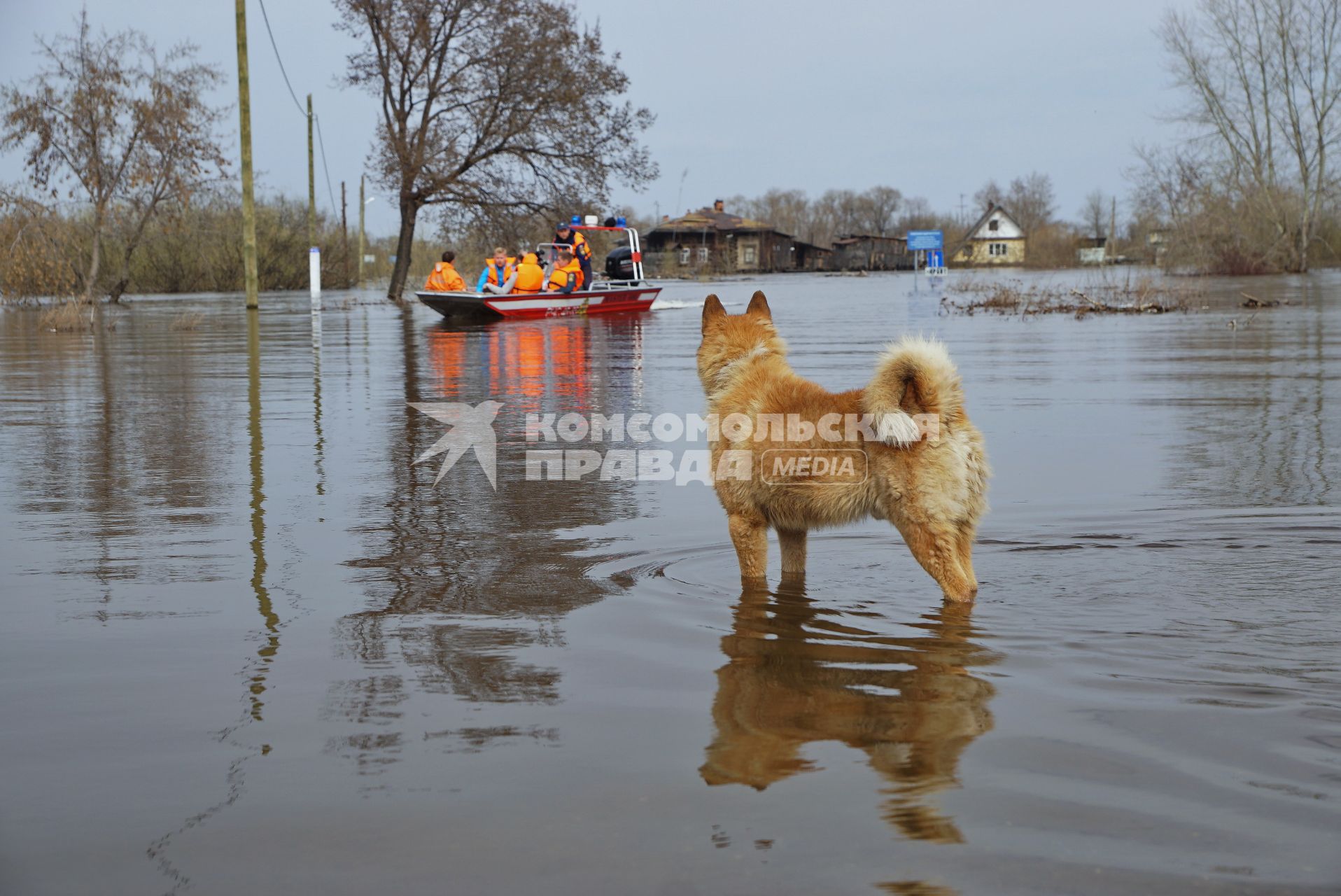 Свердловская область, г.Ирбит. Собака по кличке`Рыжий` оказался на другом берегу от дома во время разлива реки Ница.