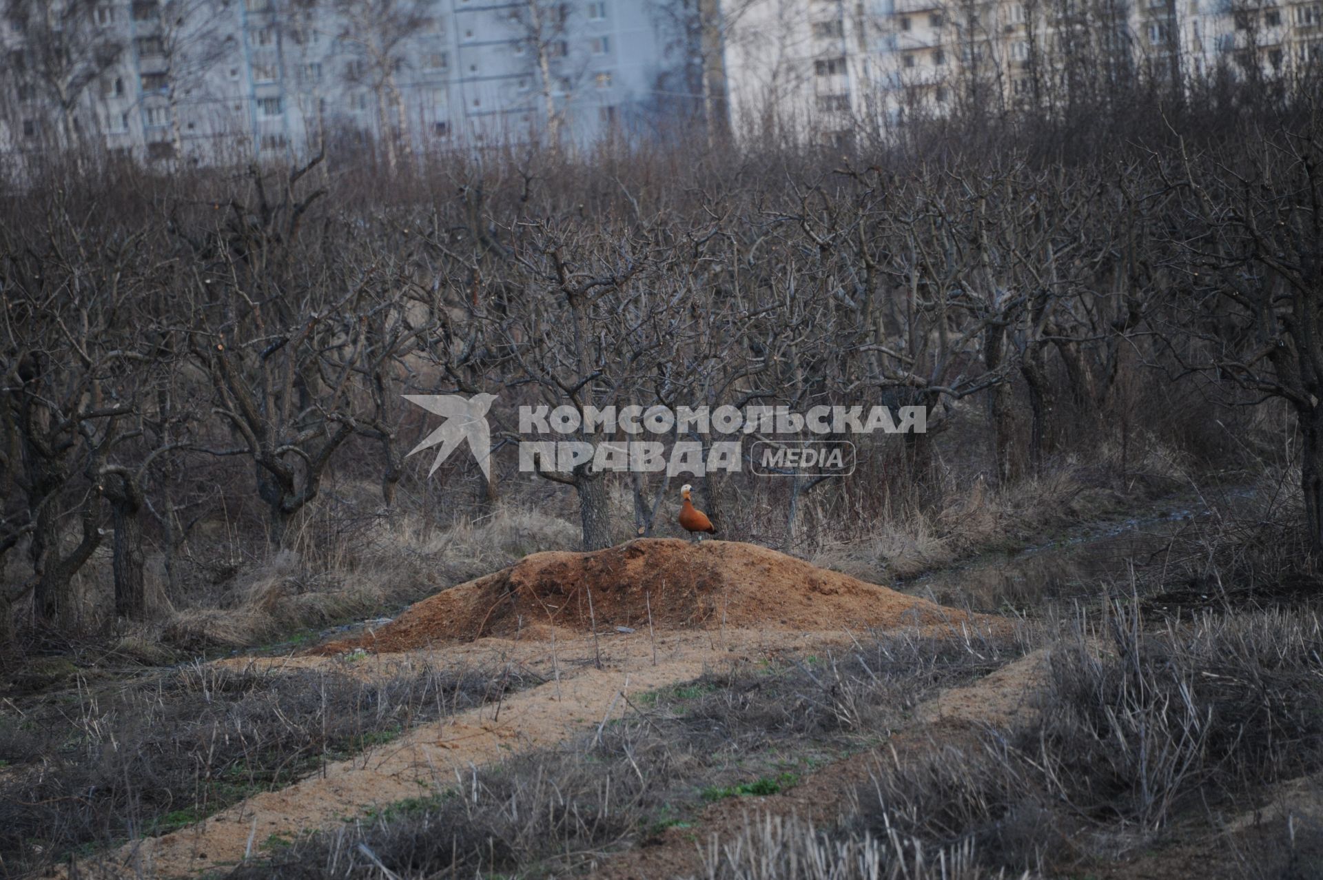 Москва. Поля принадлежащие  Тимирязевской селхозакадемии.