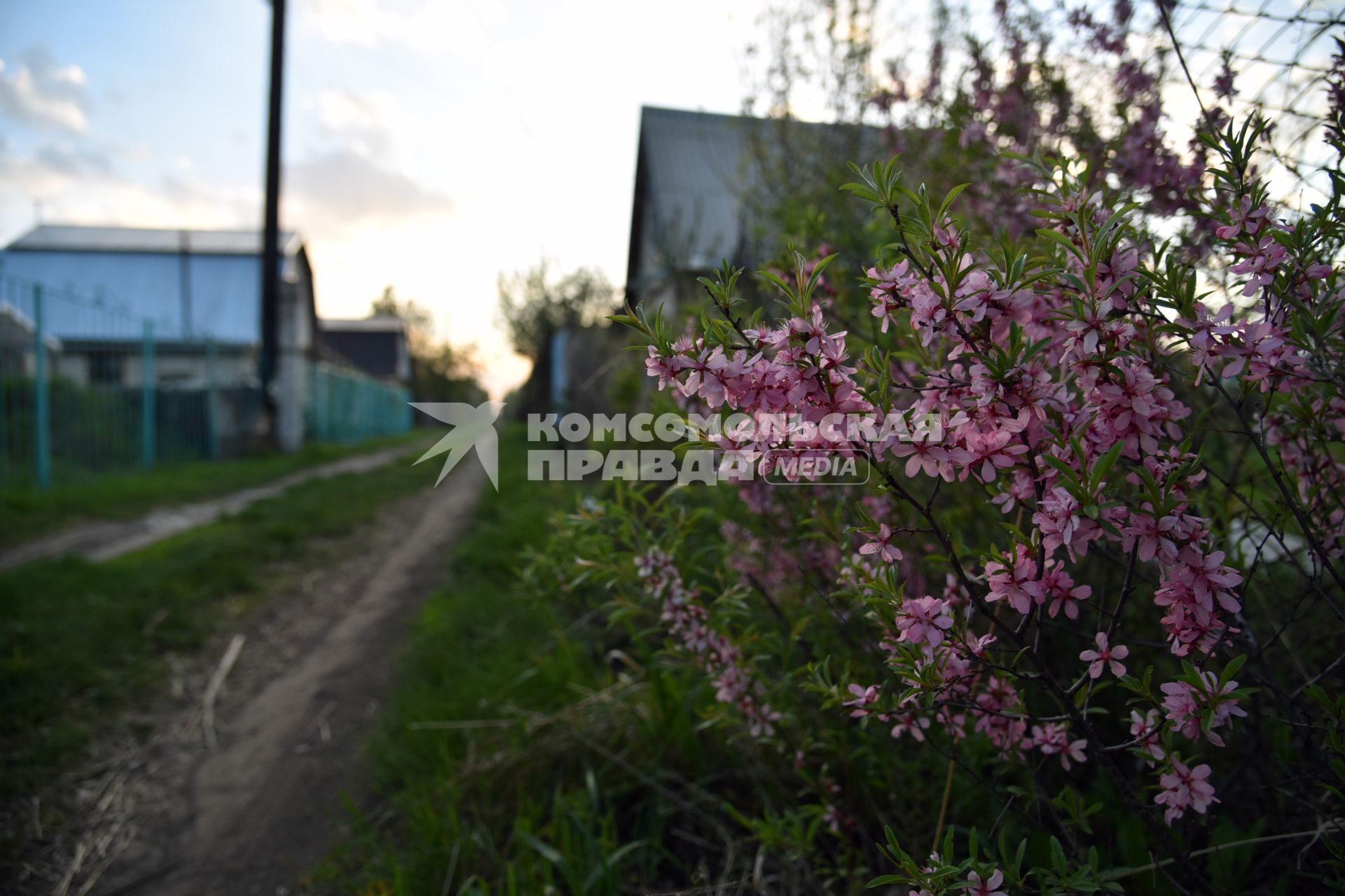 Новосибирск.  Дачный участок в мае.