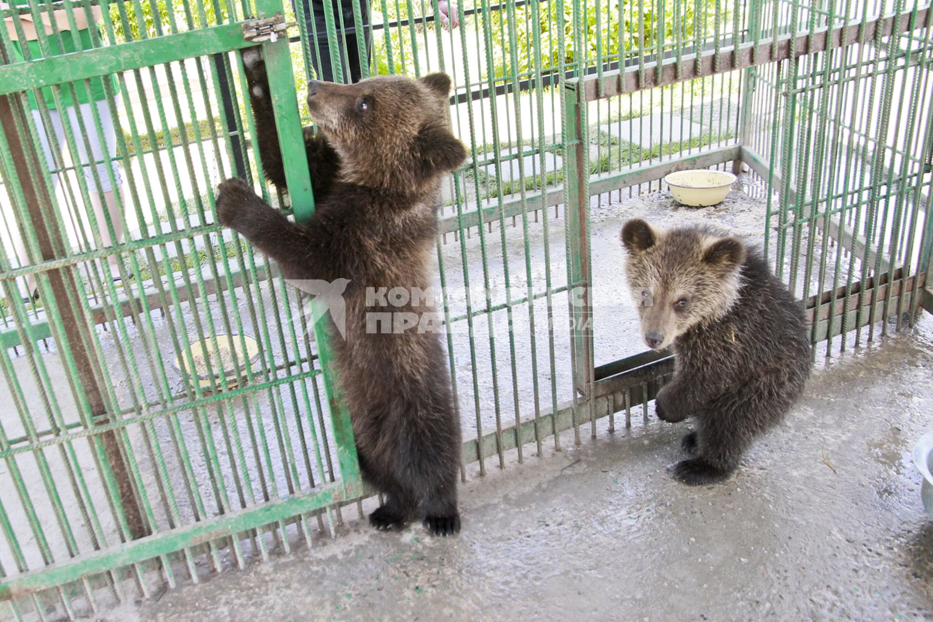 Барнаул. Медвежата в зоопарке.