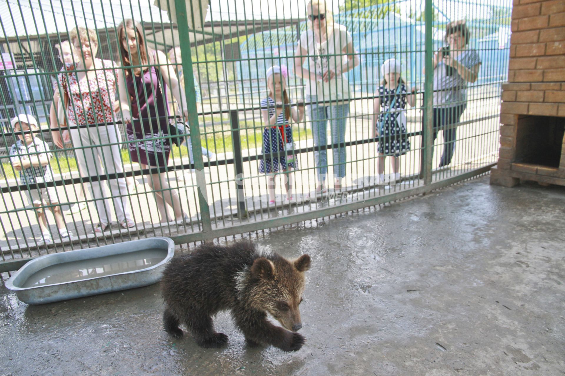 Барнаул. Медвежонок в зоопарке.