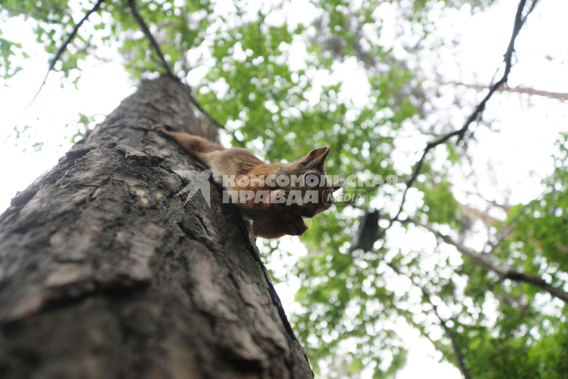 Екатеринбург. Белка грызет грецкий орех сидя на дереве в лесопарке