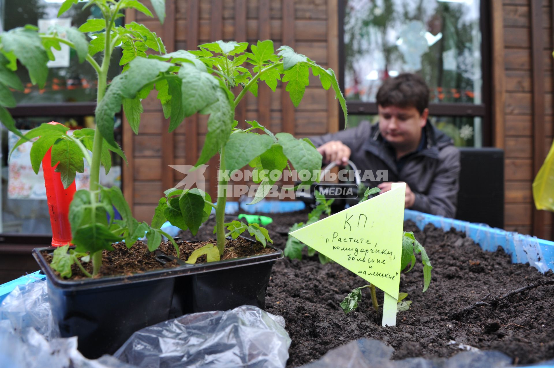 Москва.  В Перовском парке  в рамках проекта ` Дача в большом городе` журналист Павел Клоков  сажает  овощи.