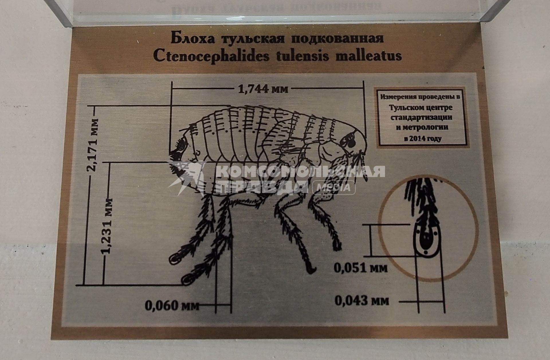 Тула. Экспонат музея `Старая Тульская аптека` - подкованная блоха. В 2002 году мастер Николай Алдунин подковал сушеную блоху четырьмя металлическими подковами, каждая из которых крепится тремя гвоздями. Рассматривают ее в микроскоп.