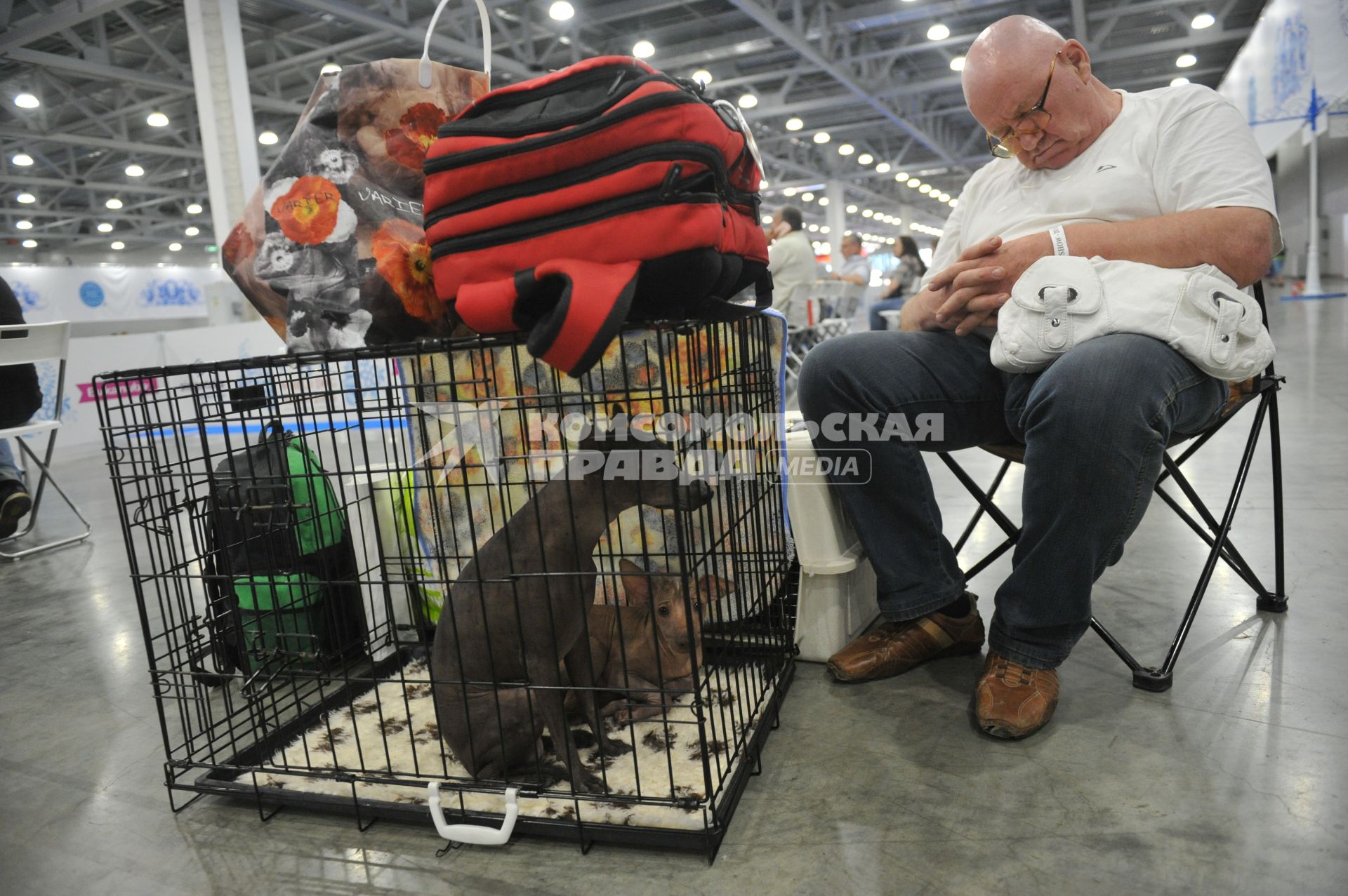 Москва.   На всемирной выставке собак World Dog Show 2016 в МВЦ `Крокус Экспо`.