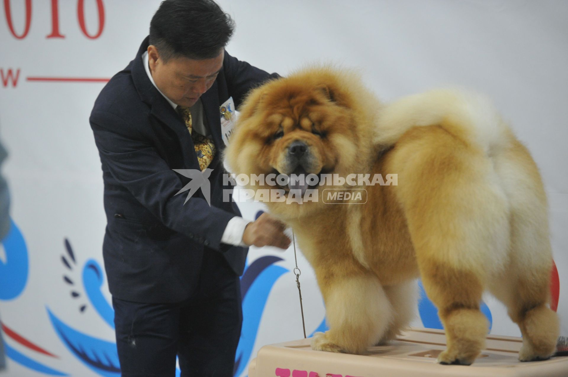 Москва.    Участник с собакой породы чау-чау  на всемирной выставке собак `World Dog Show-2016`  в МВЦ `Крокус Экспо`.