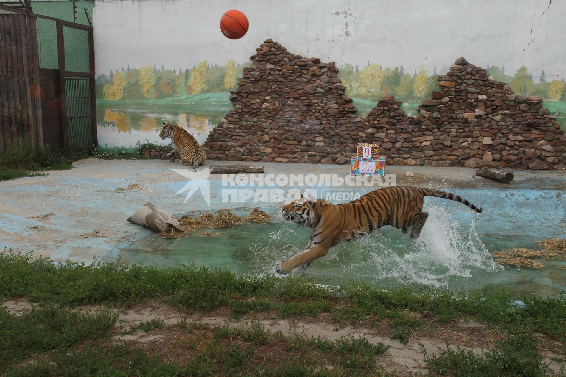 Нижний-Новгород. Тигр купается  в зоопарке `Лимпопо`.