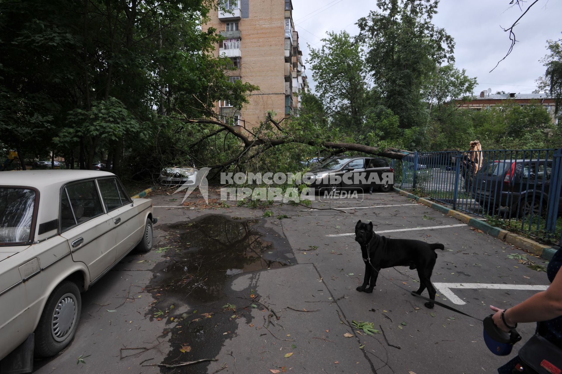 Москва.   Машины, на которые  упали сломанные ураганом ветки деревьев.