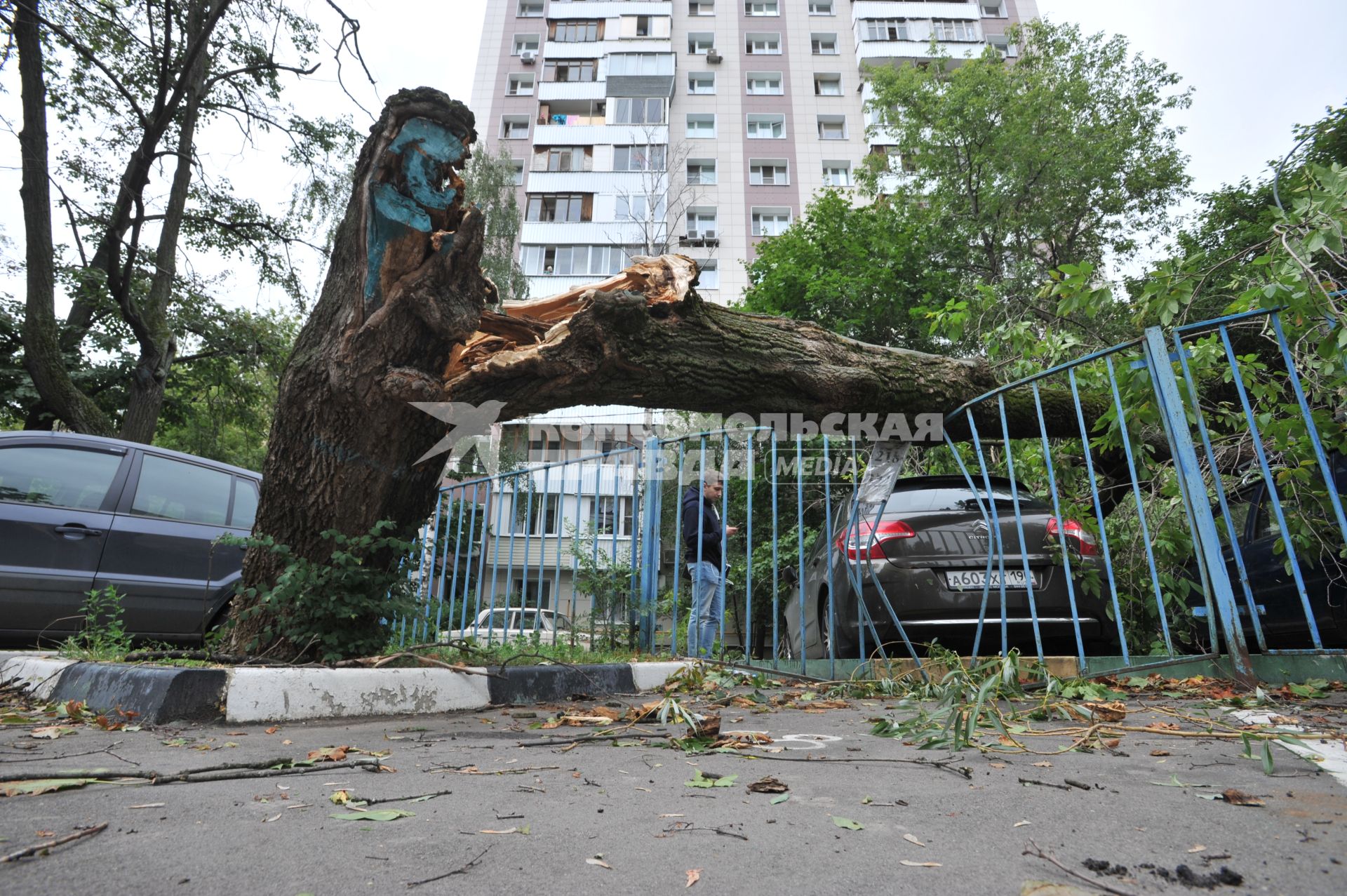 Москва.   Машина, на которую  упало сломанное ураганом дерево.