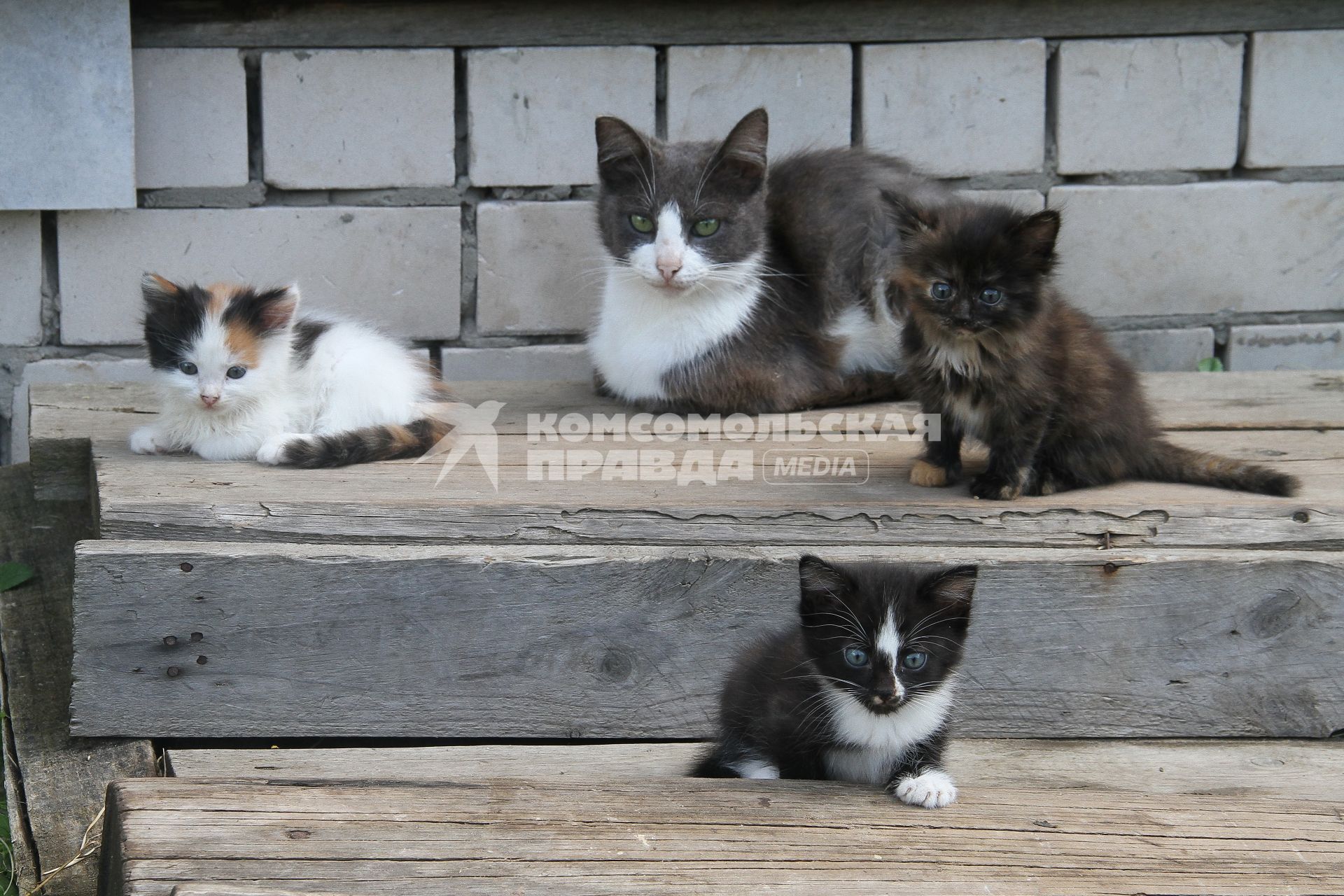 Нижний Новгород.  Кошка и три котенка.