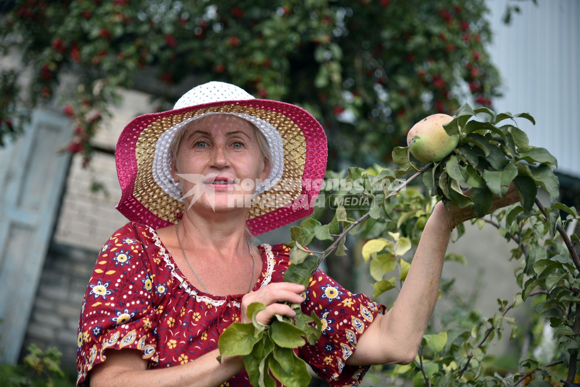 Новосибирск. Женщина собирает яблоки.