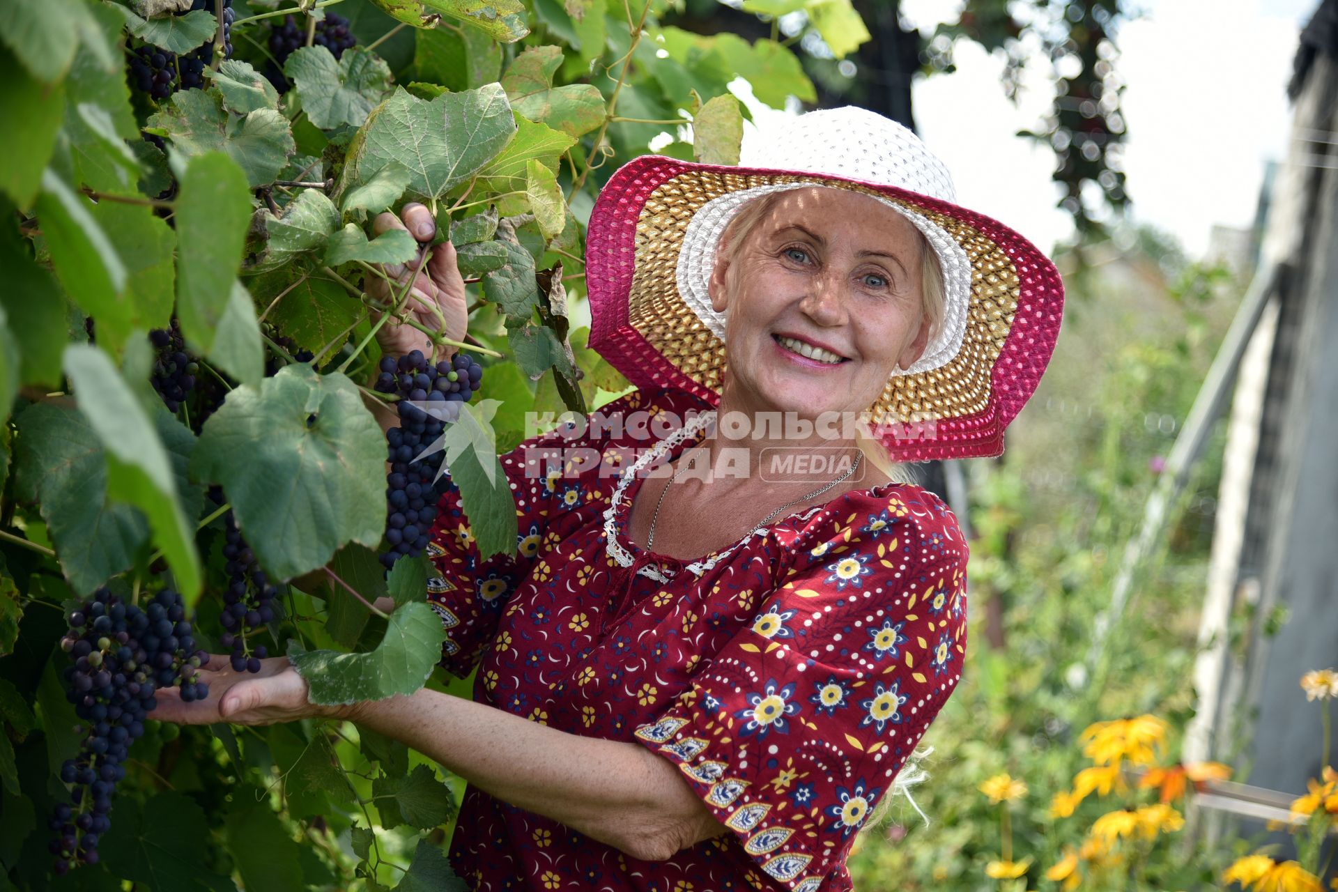 Новосибирск. Женщина собирает виноград.