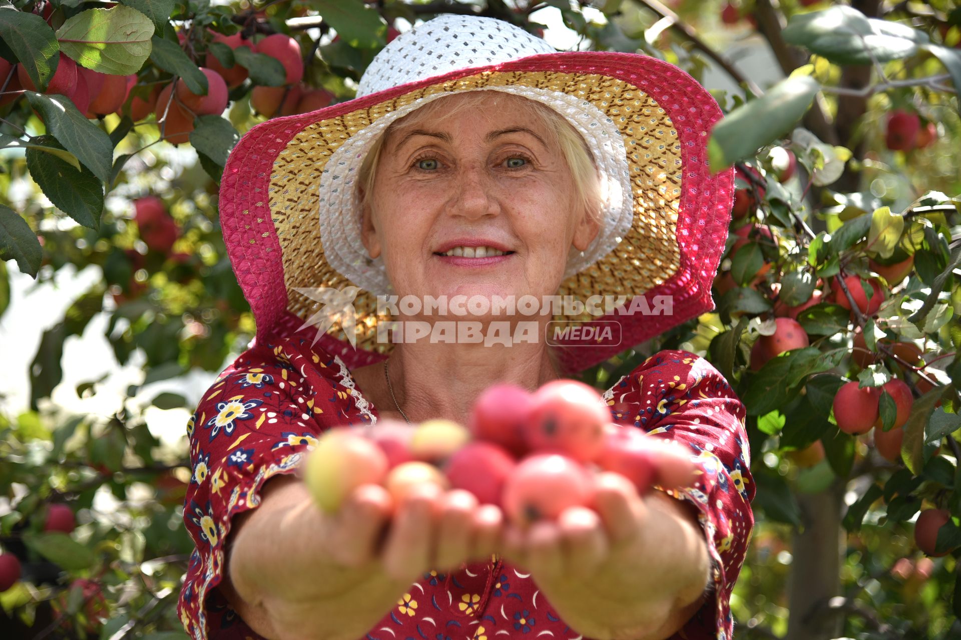Новосибирск. Женщина собирает яблоки.
