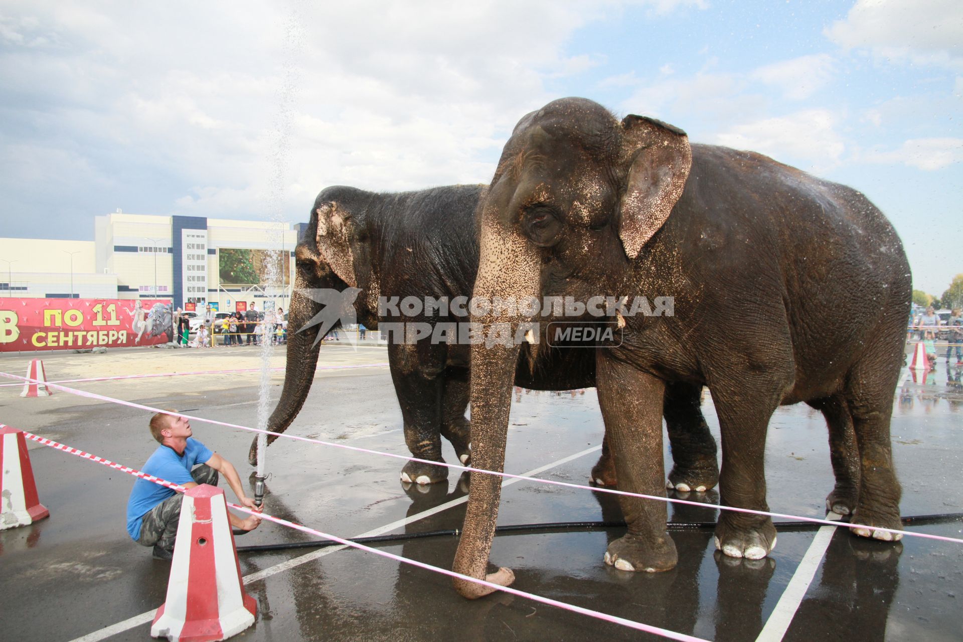 Барнаул.  На площади города искупали индийских слонов из Большого варшавского цирка.