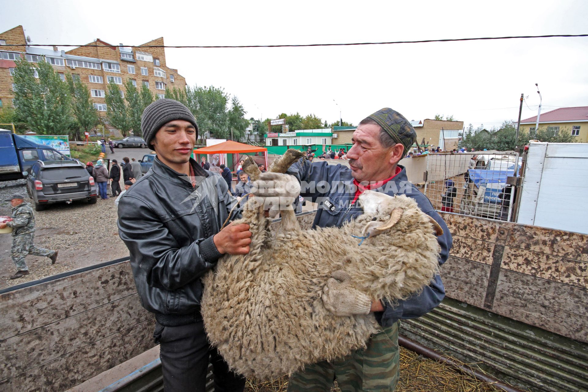 Уфа. Продажа баранов в канун исламского праздника Курбан-Байрам.